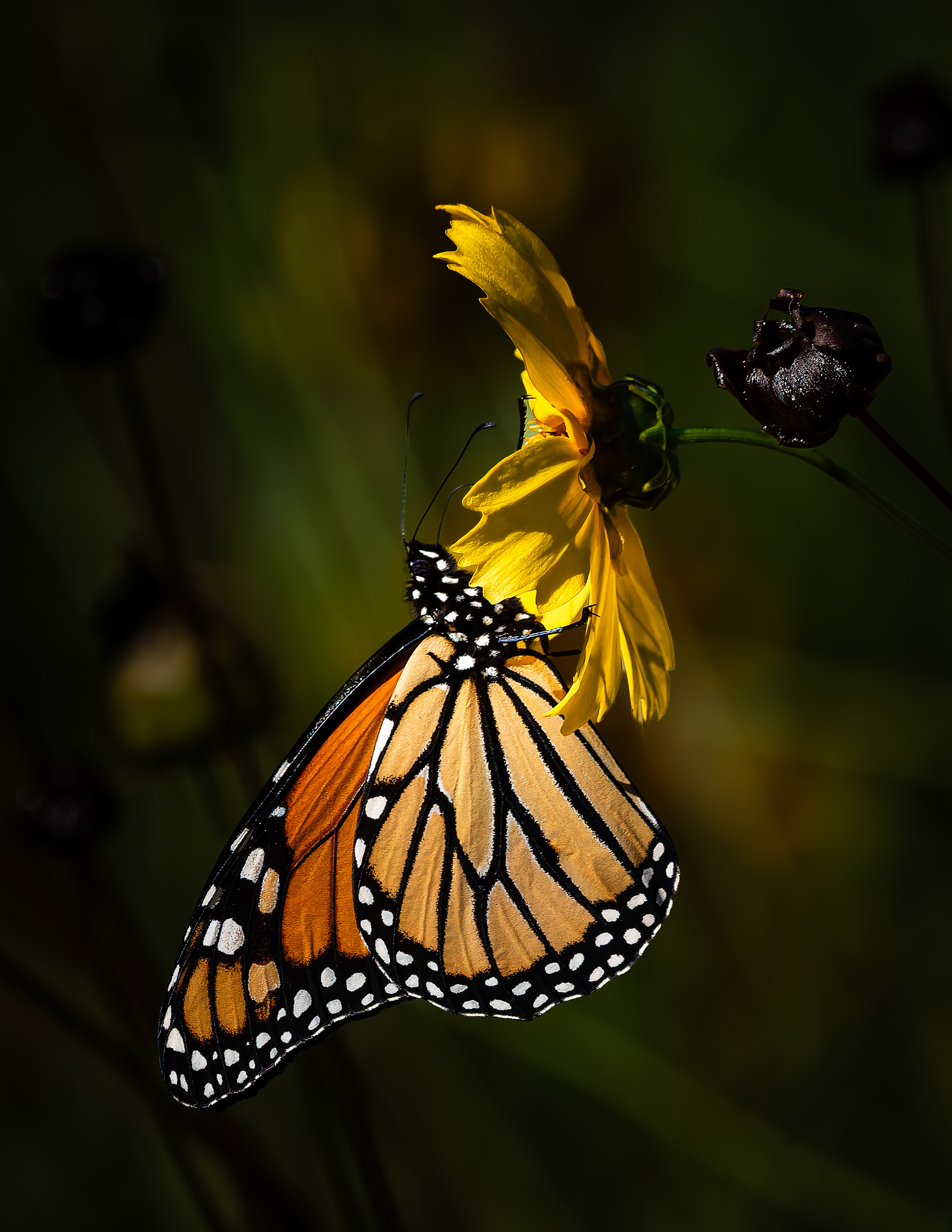 Monarch Butterfly No3