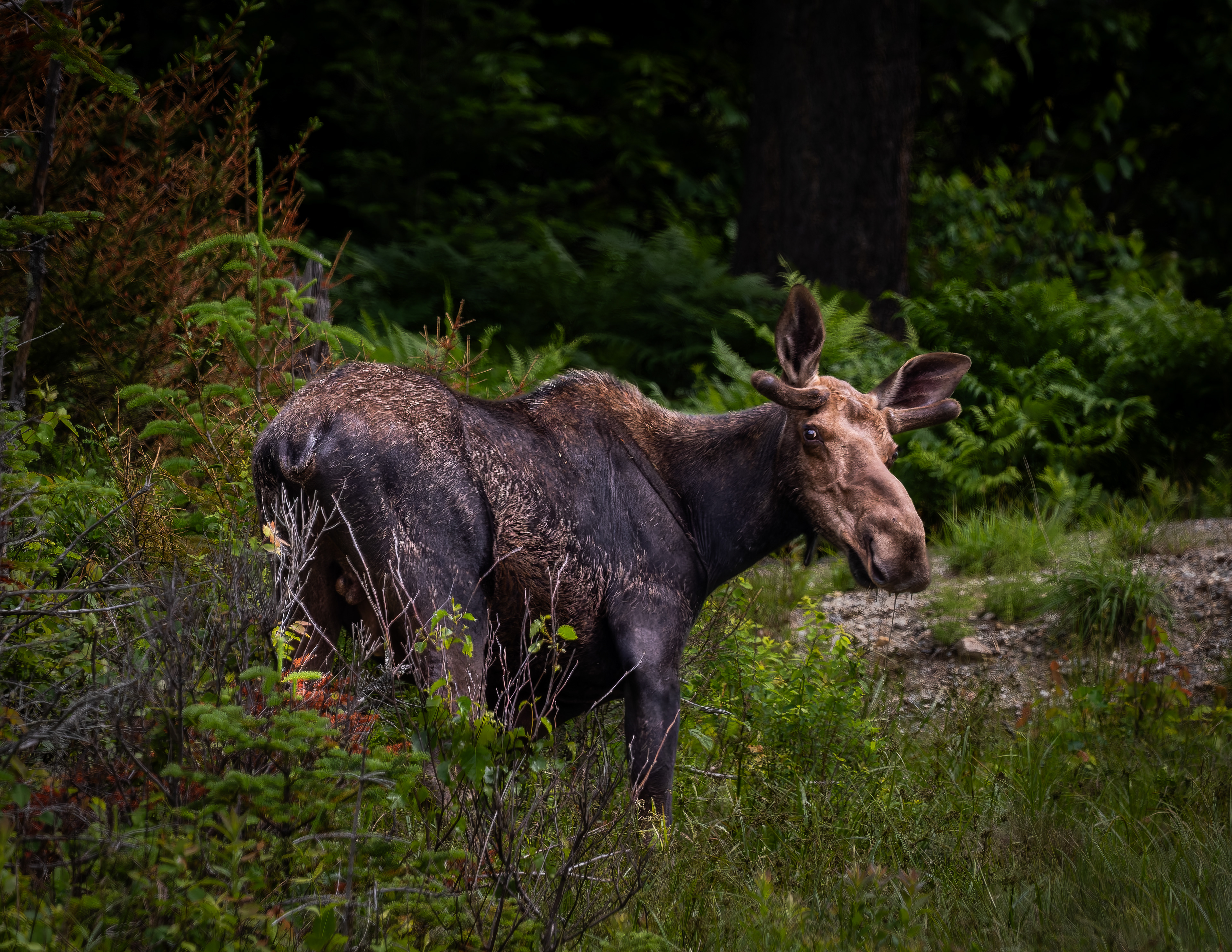 Young Bull Moose No1