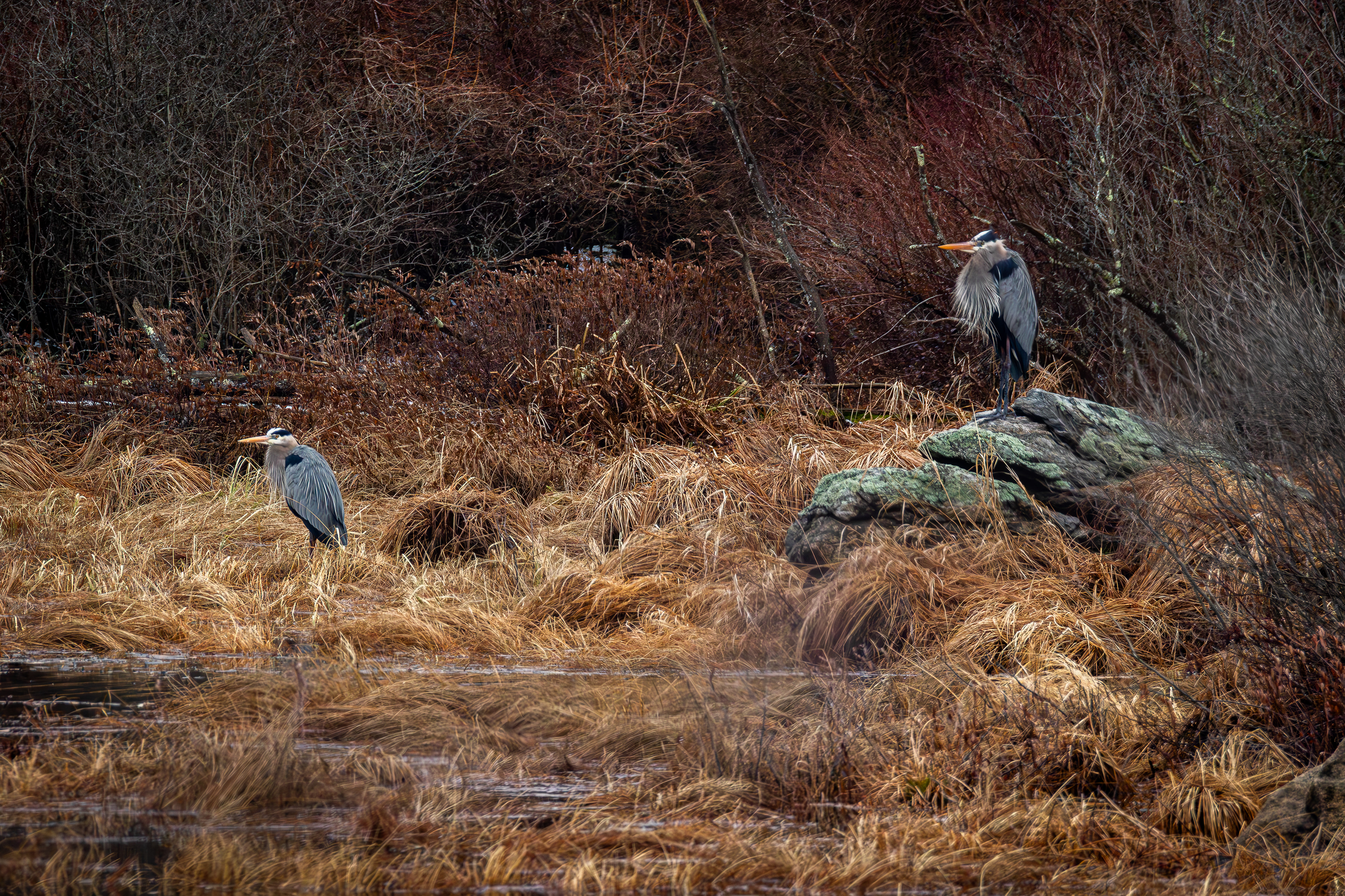 Great Blue Herons at Rollins Pond No3
