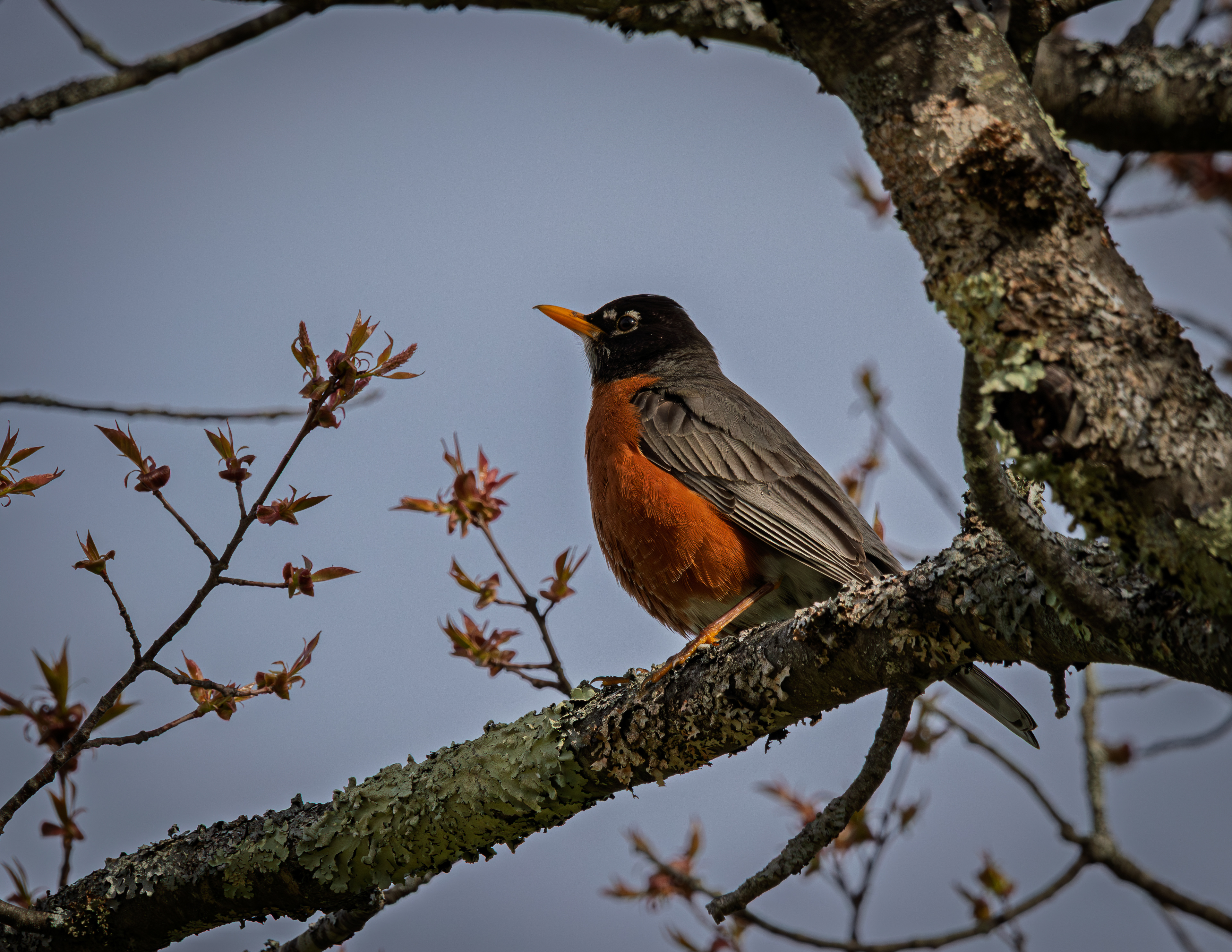 American Robin at CSV