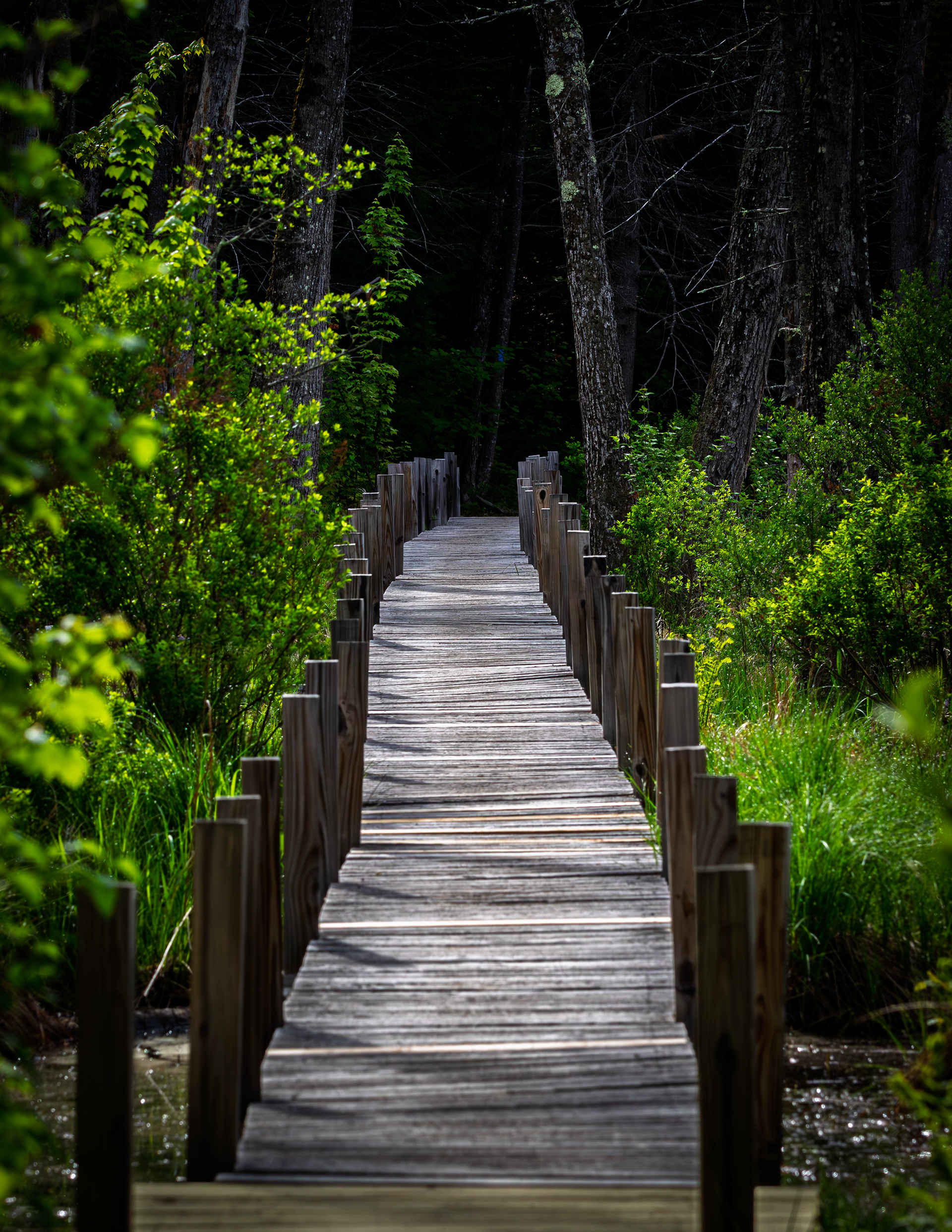 Boardwalk at Quincy Bog in Color