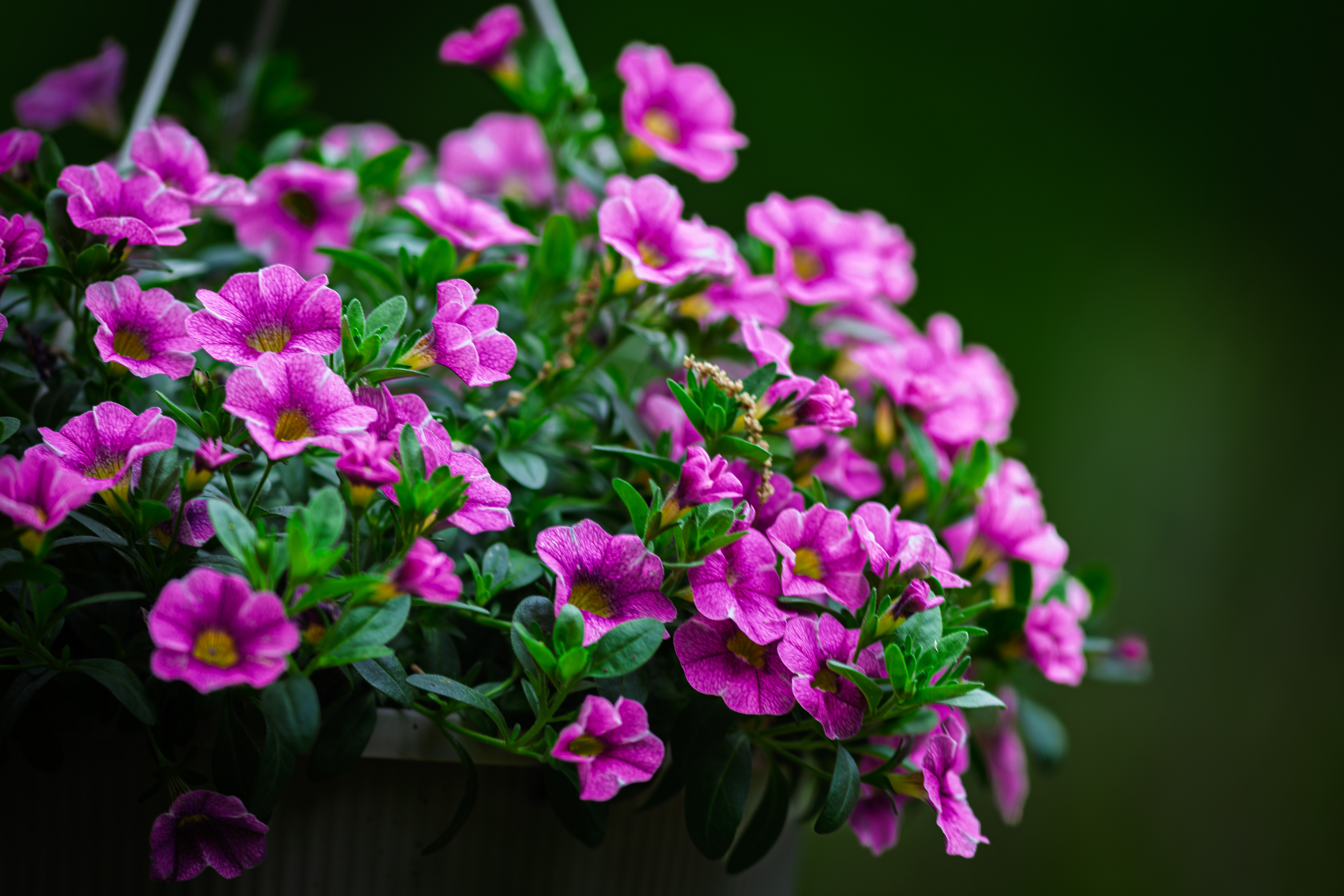 Pink Calibrachoa