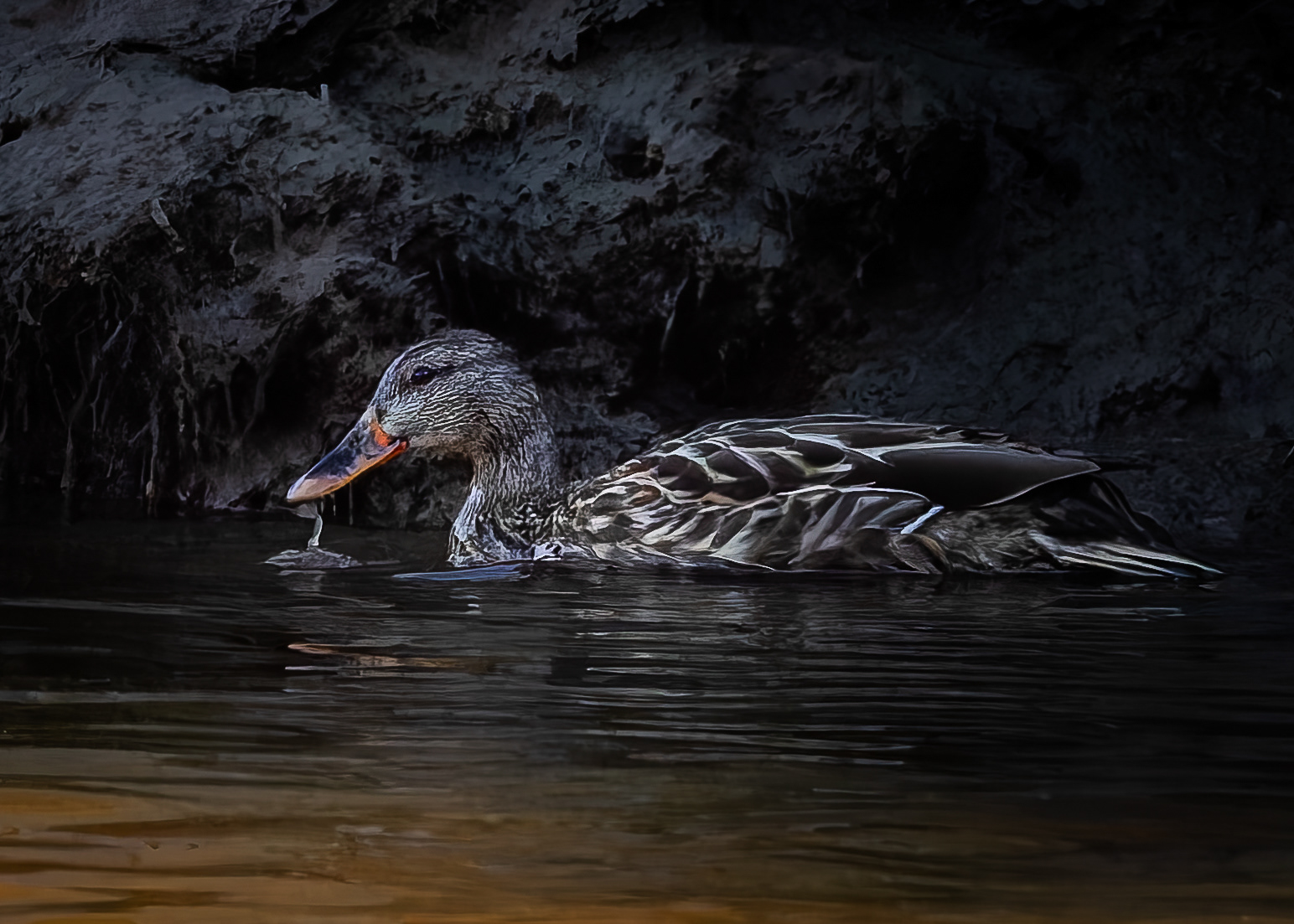 Female Northern Shoveler