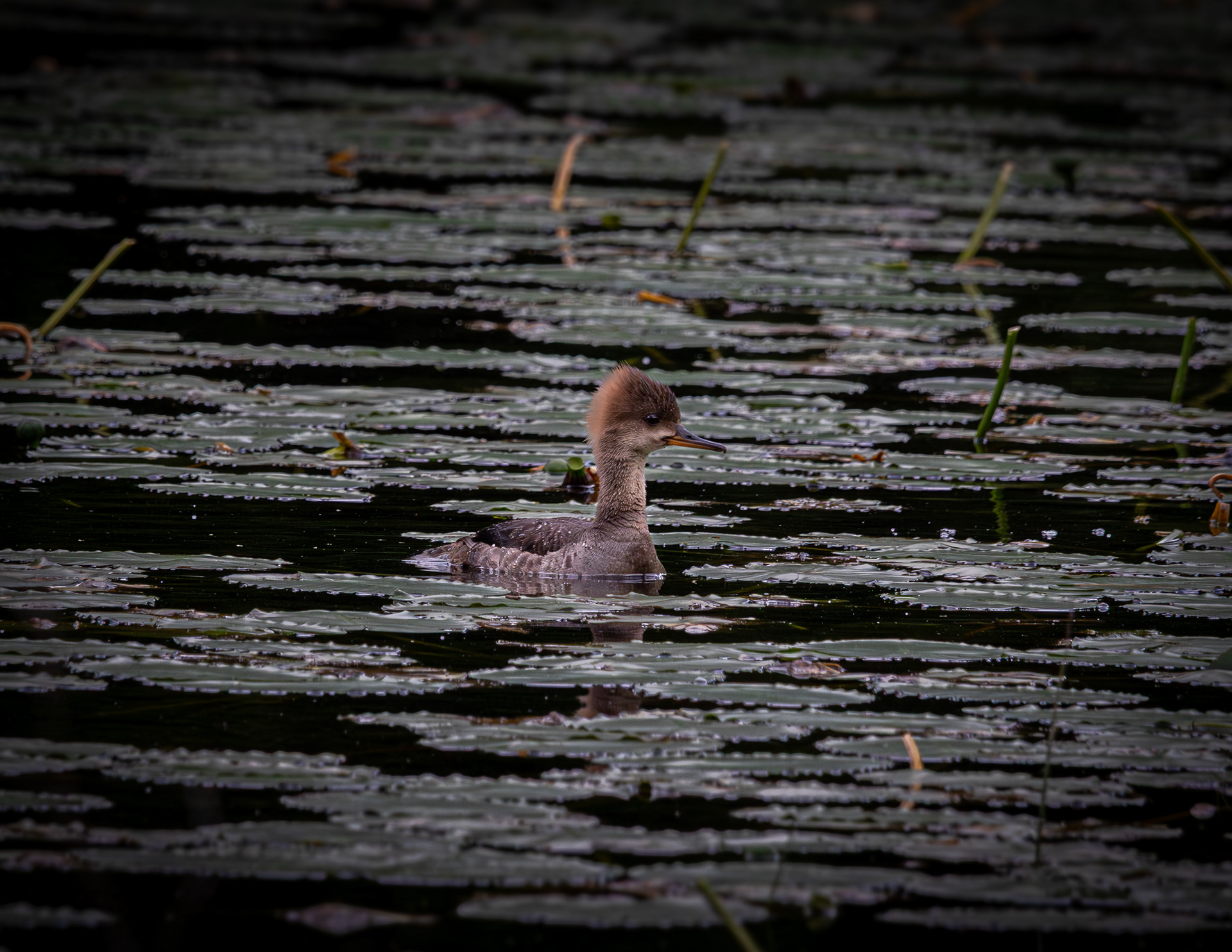 Female Hooded Merganser No1