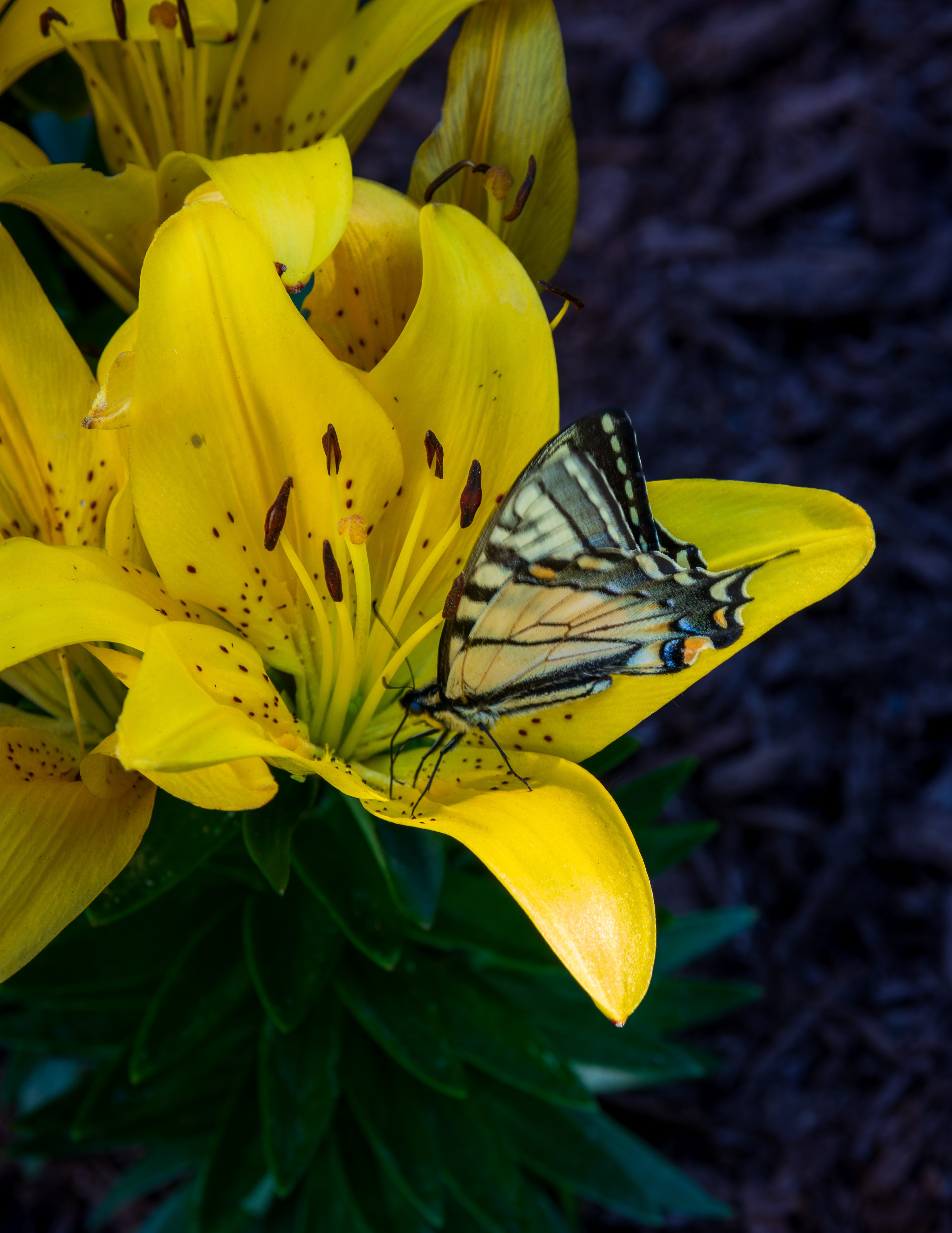 Swallowtail Butterfly on Lily