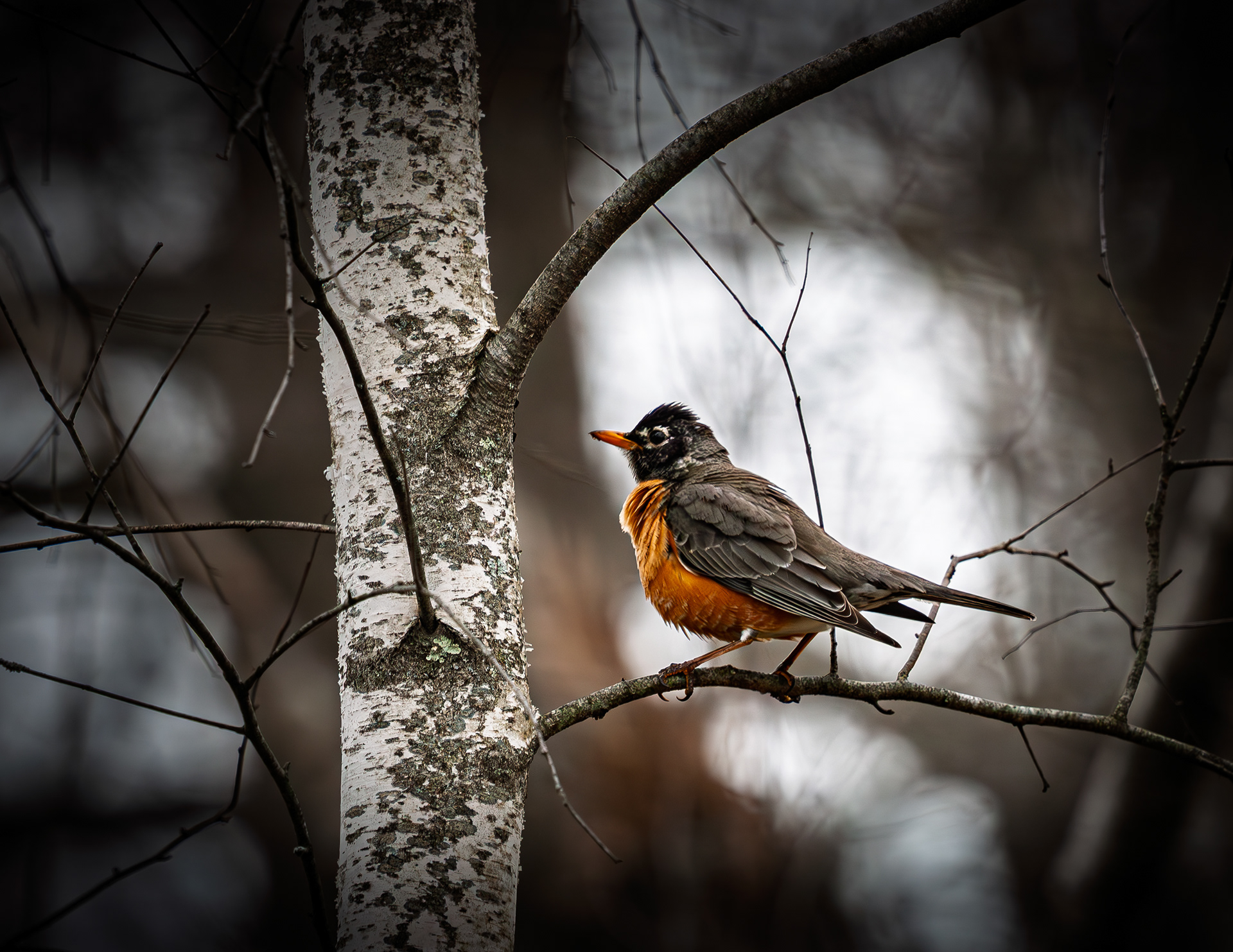 American Robin at CSV