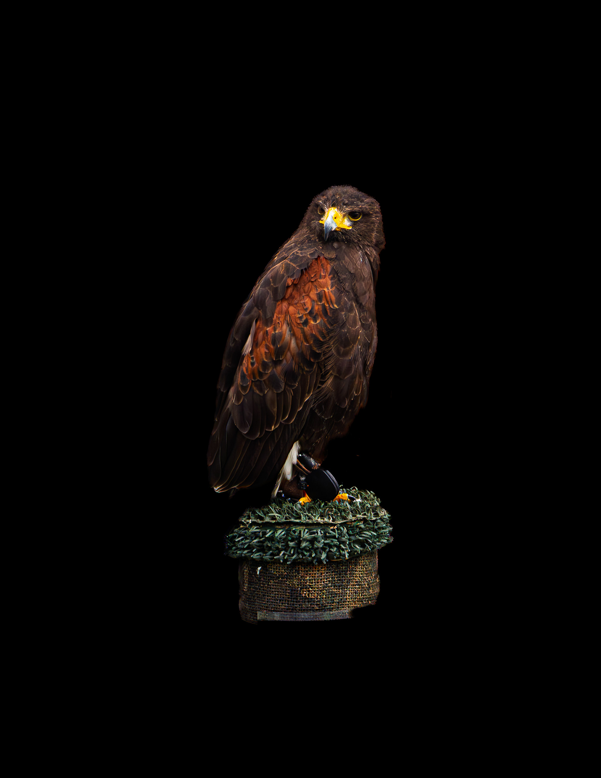 Harris Hawk
