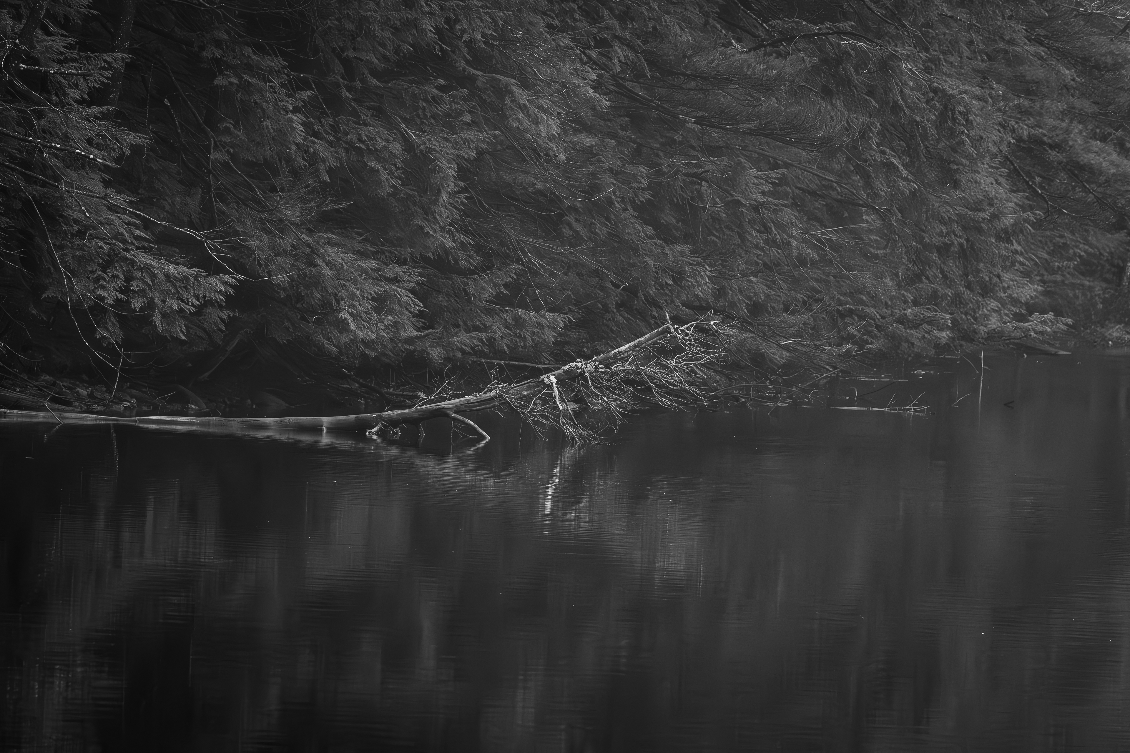 Fallen Tree in Meadow Pond in Black & White