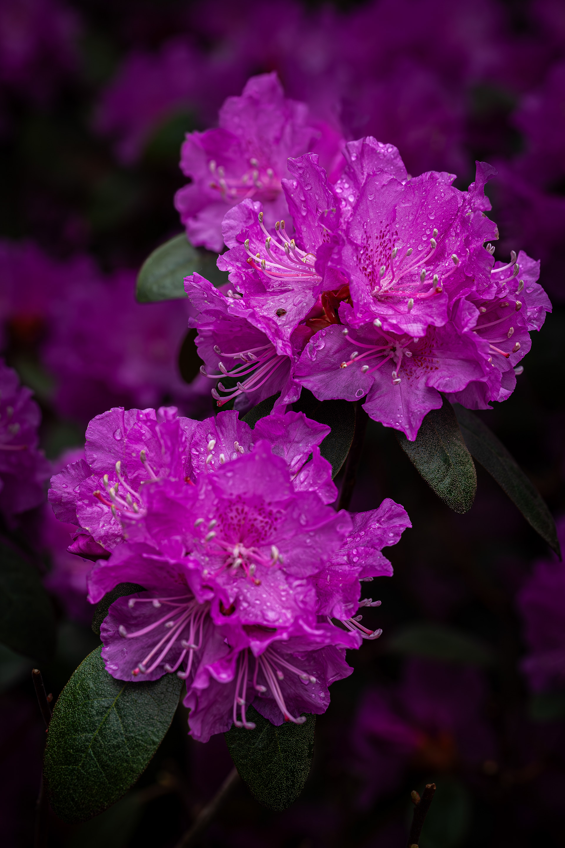 Rhododendron No2