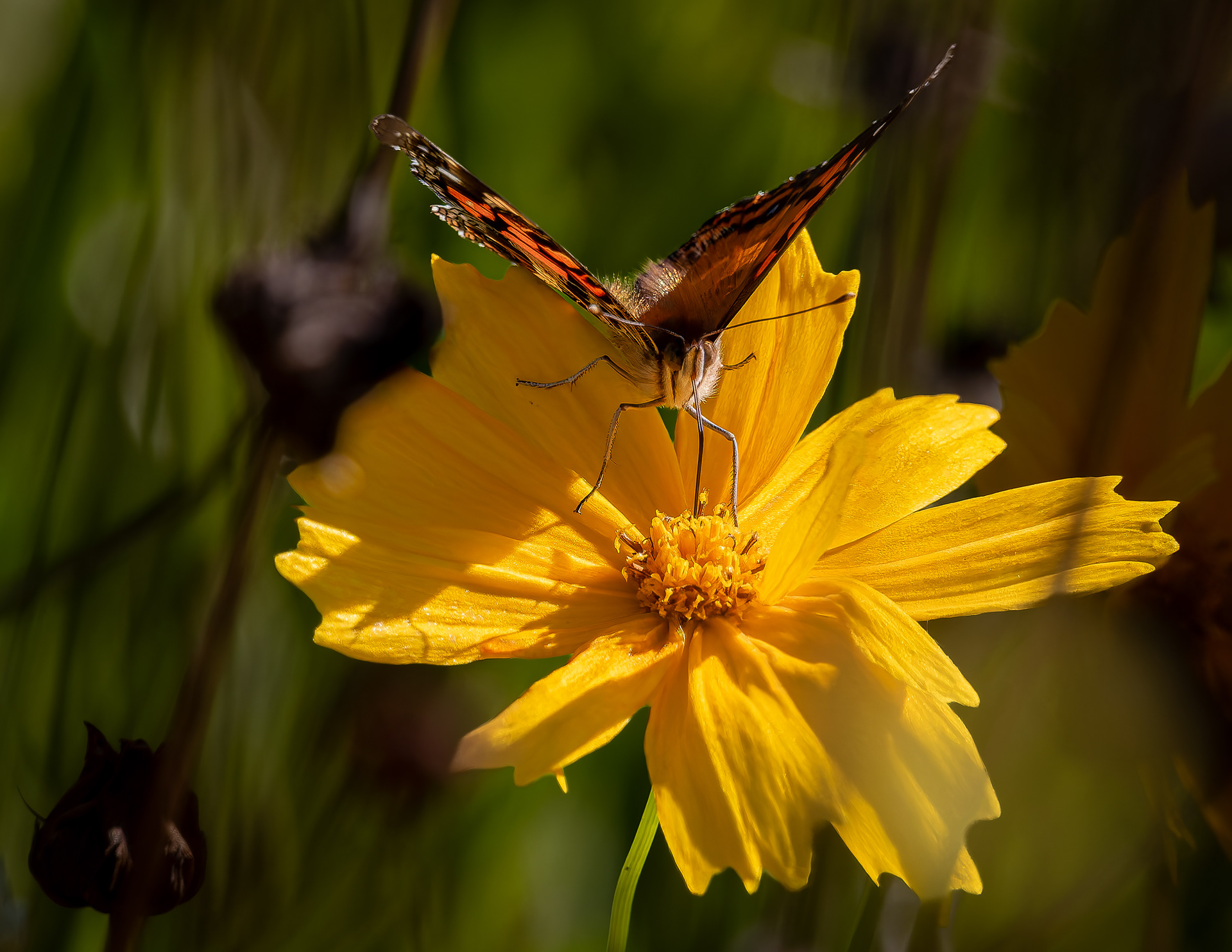 Great Spangled Fritillary No2