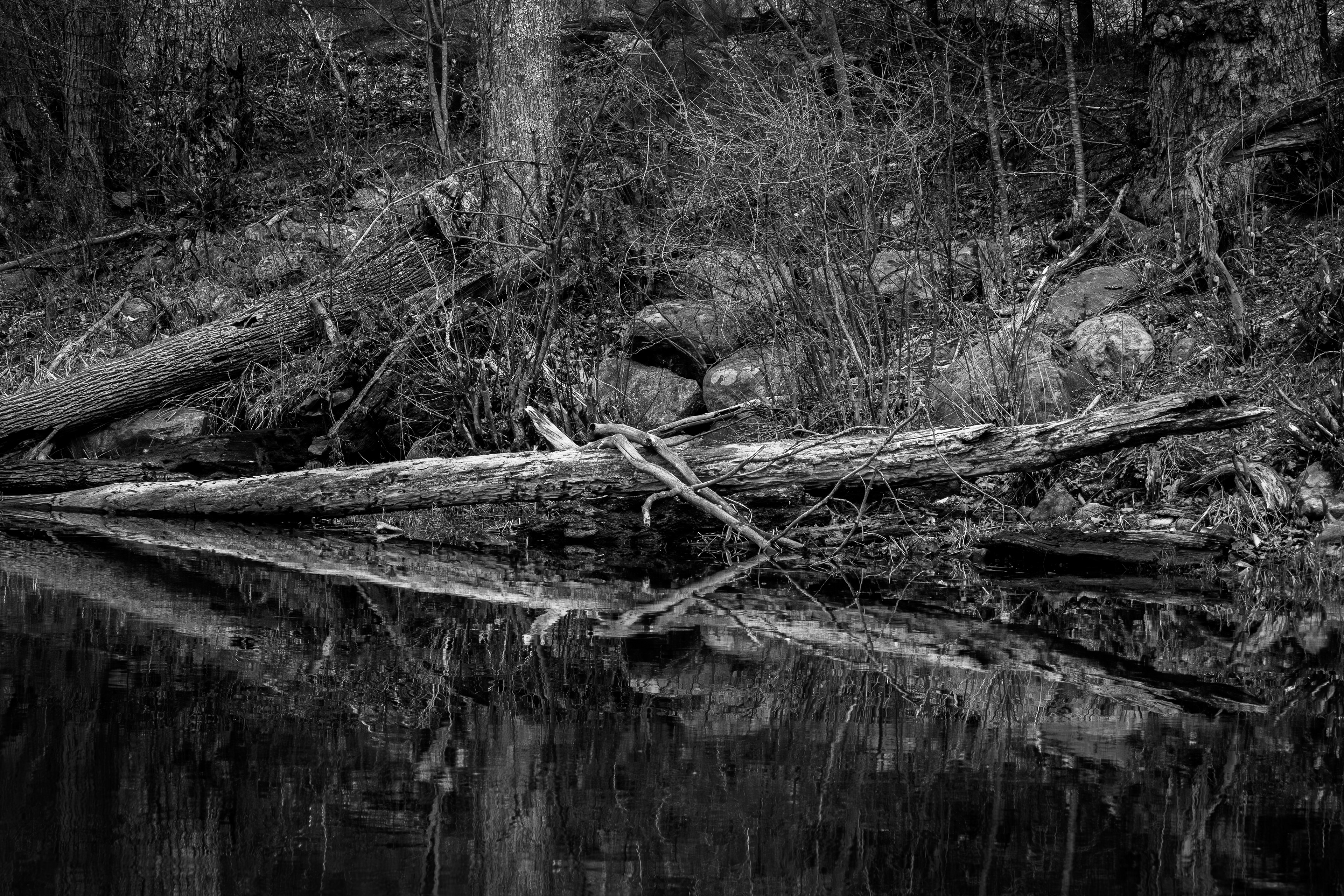 Fallen Tree Reflections at Sawmill Pond