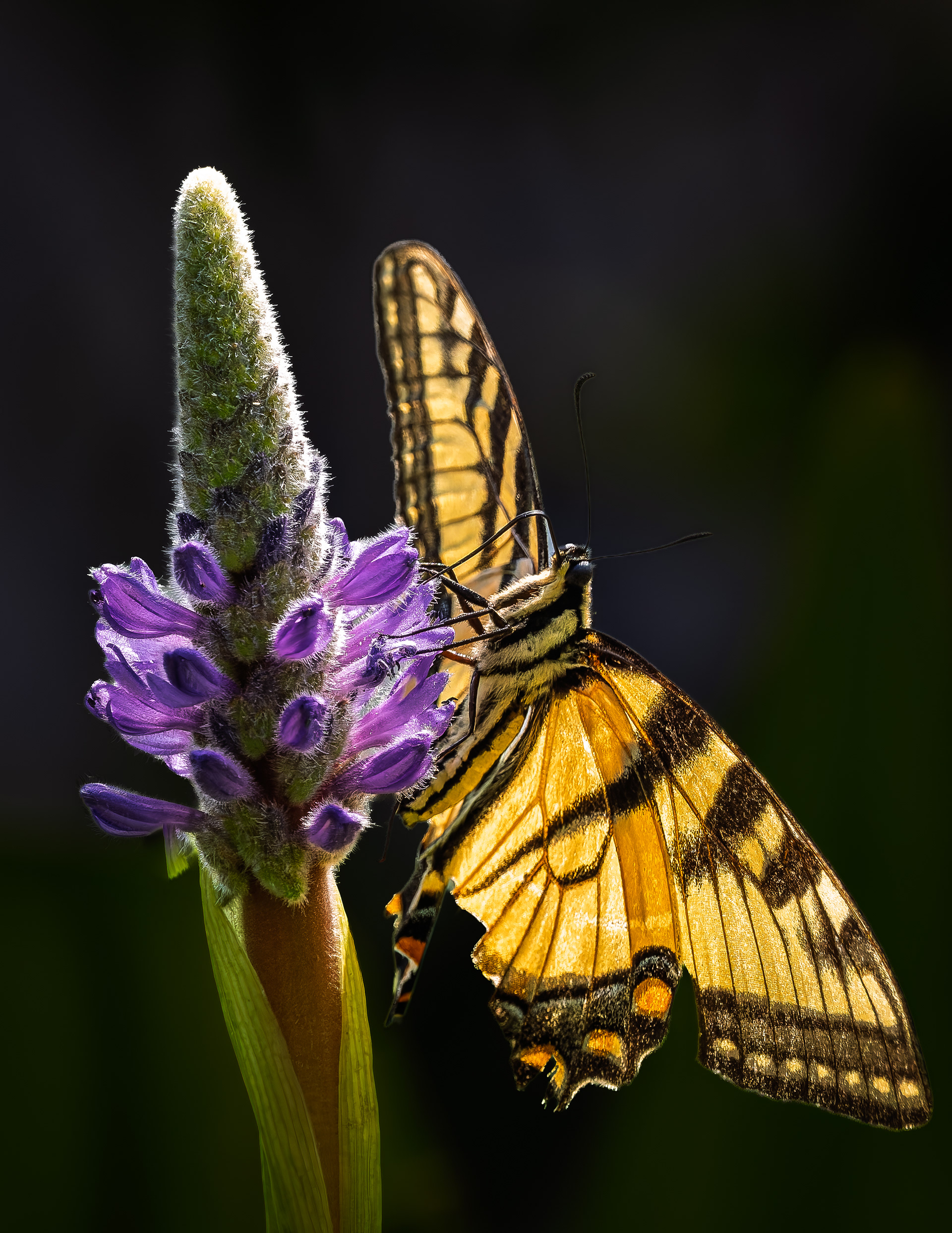 Yellow Swallowtail Butterfly No1 - July 20, 2026