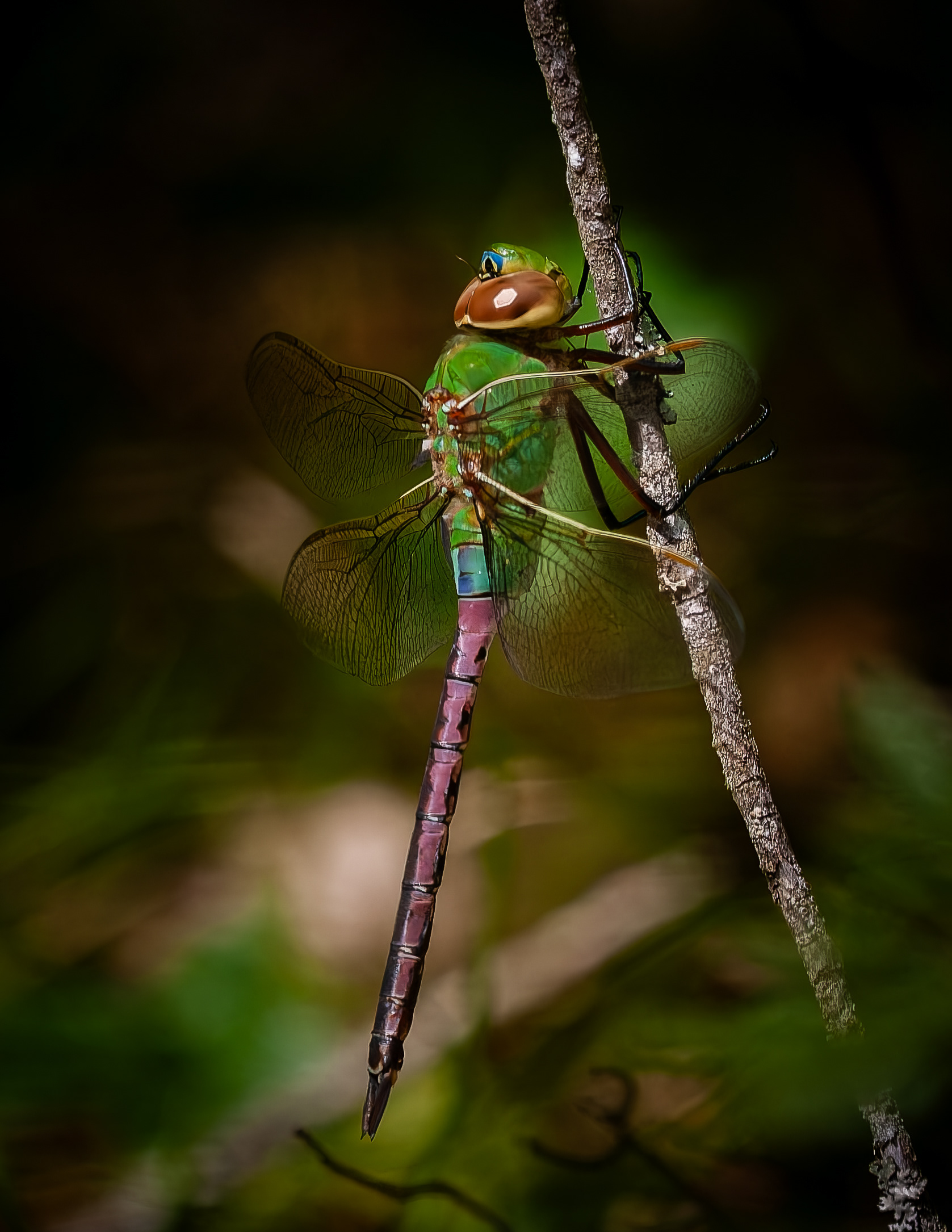 Common Green Darner