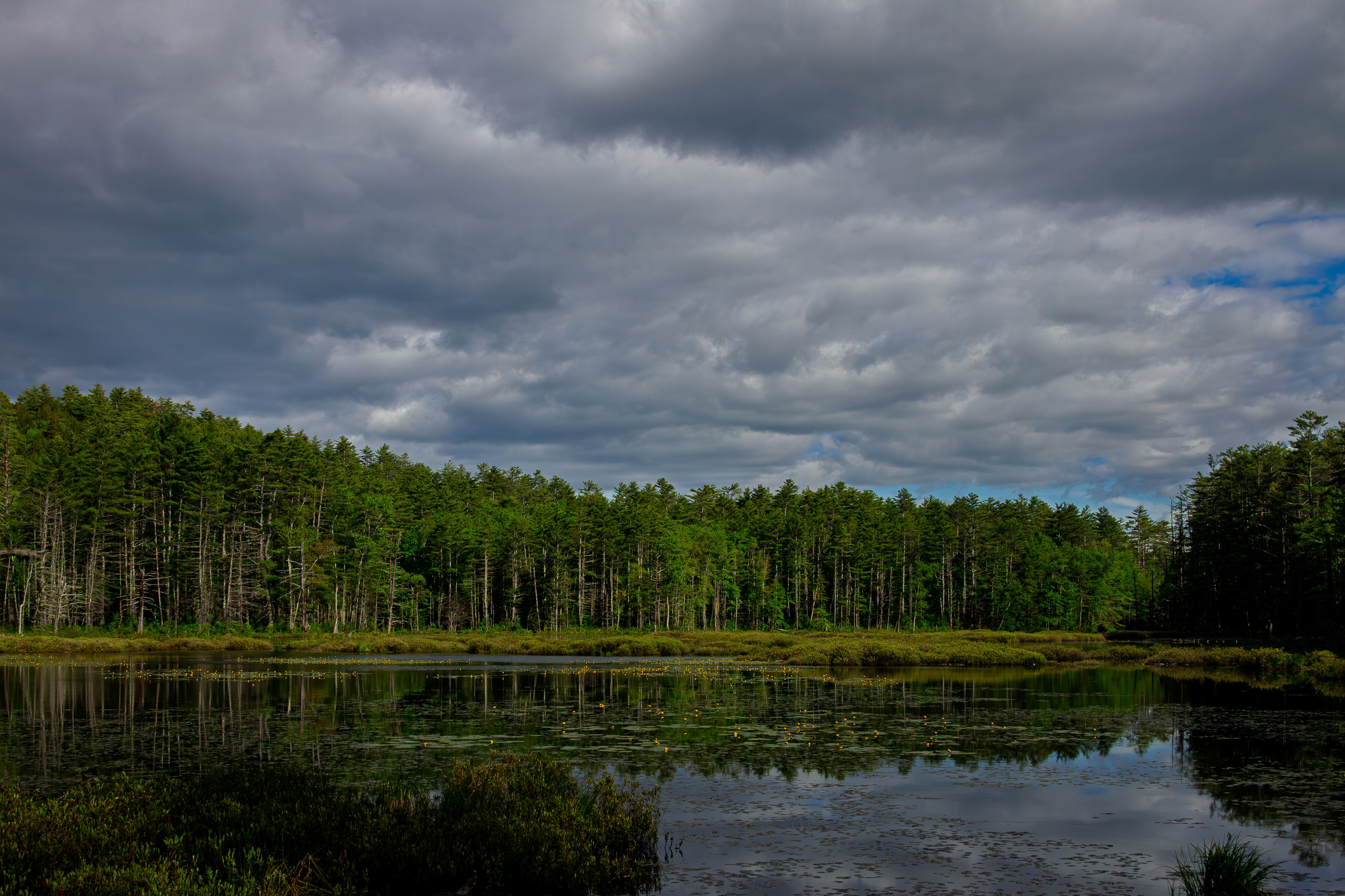 Quincy Bog No8