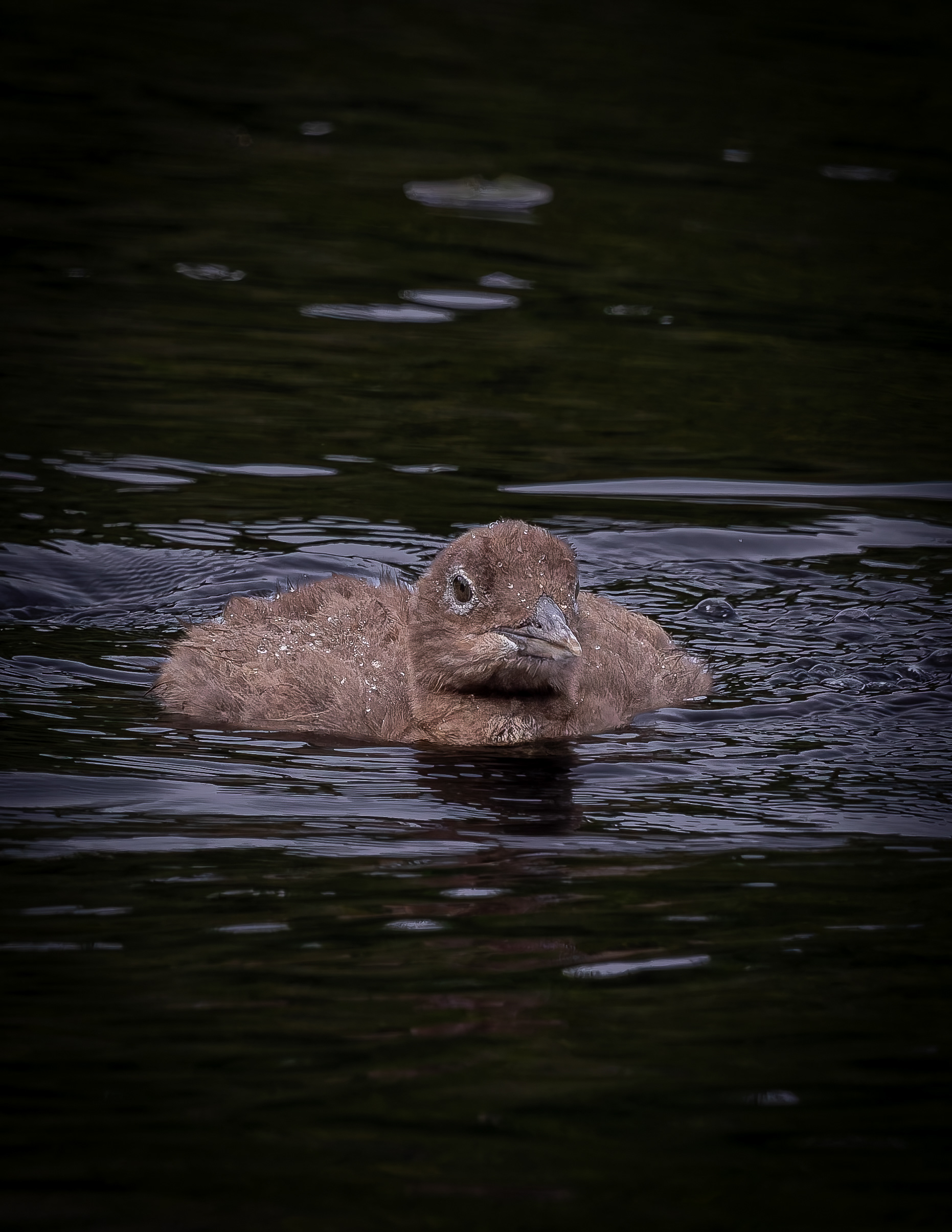 Common Loon Chick No2