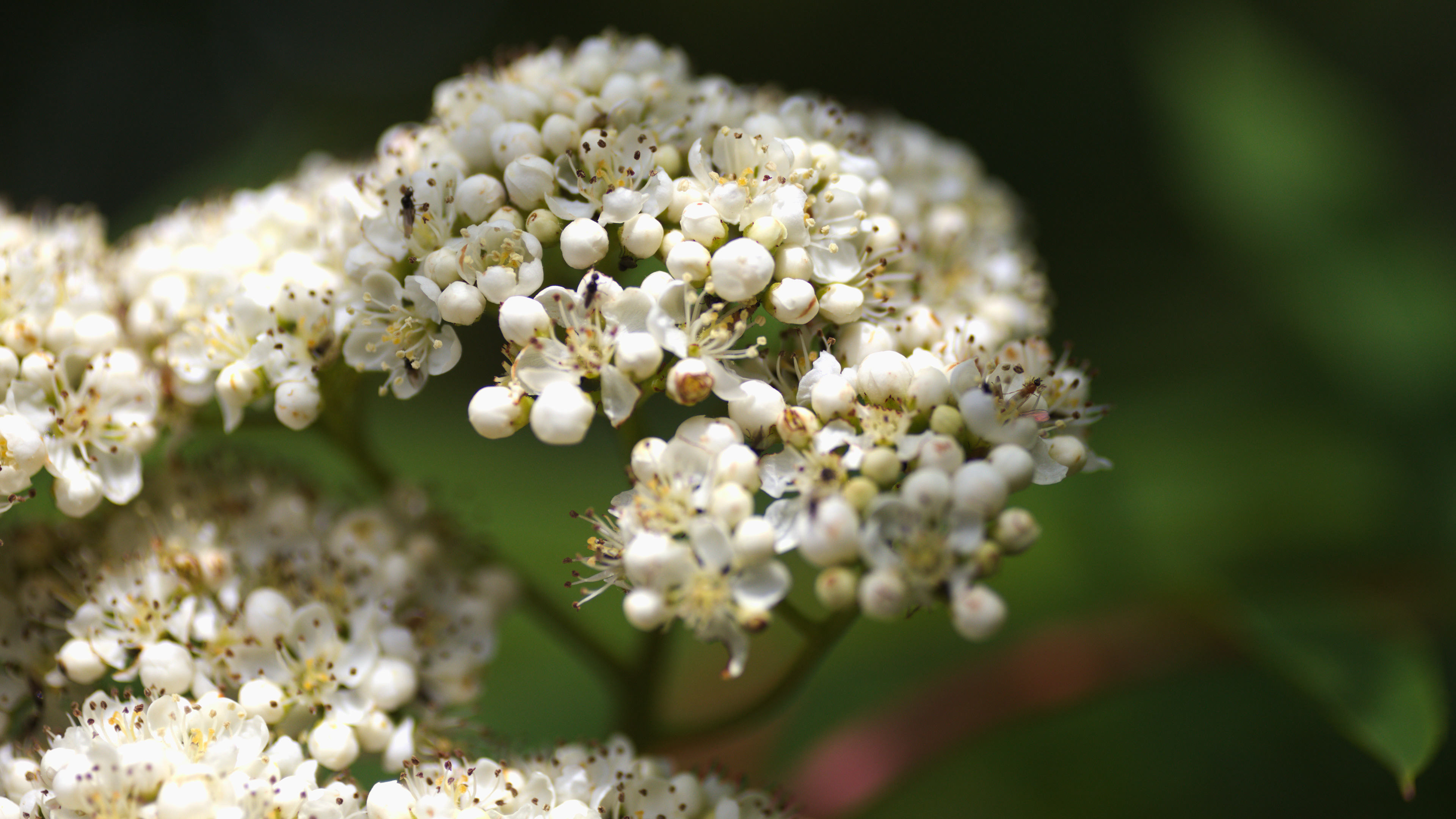 European Mountain Ash