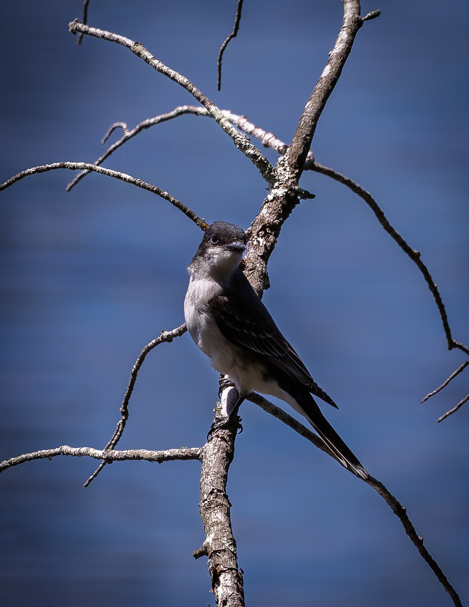 Eastern Kingbird