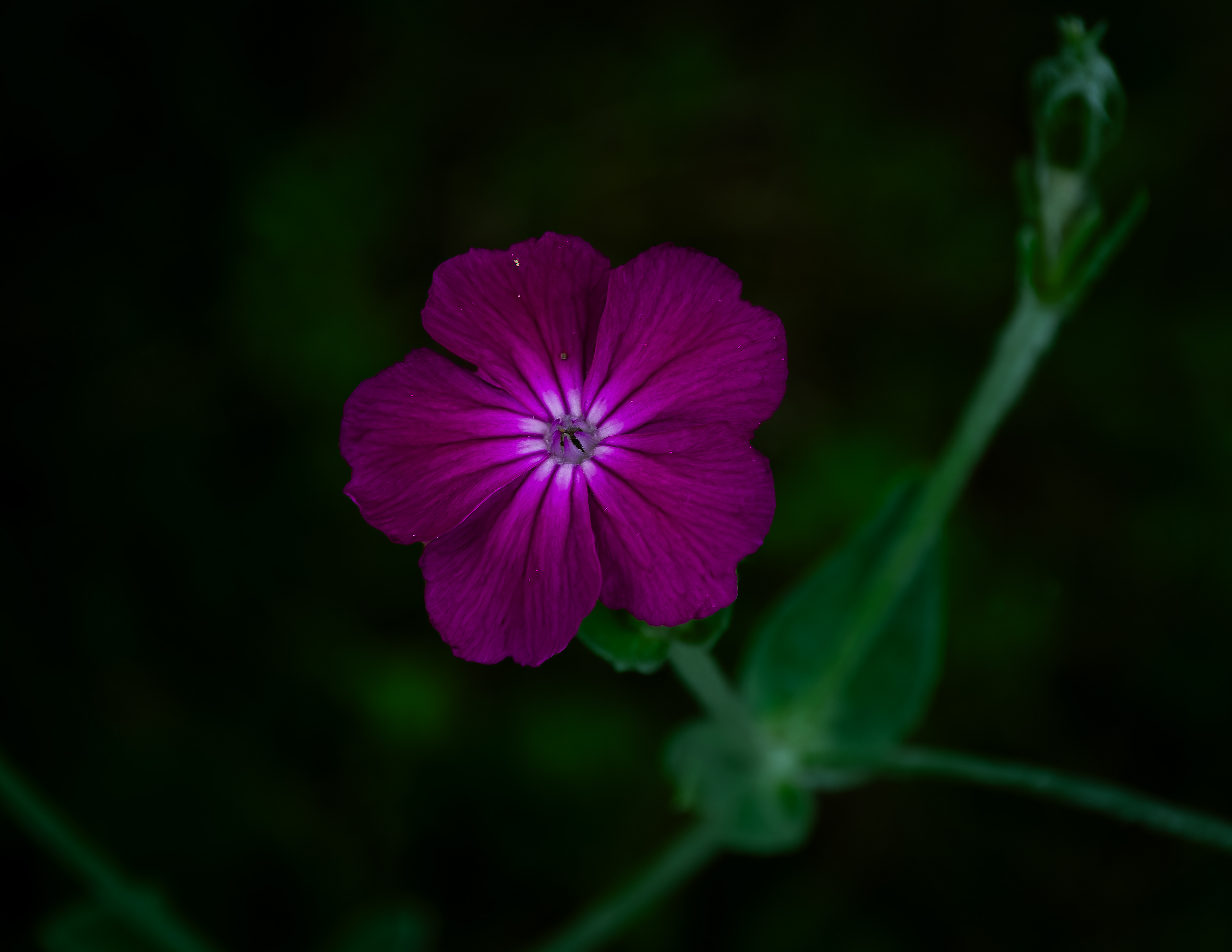 Rose Campion - July 4, 2026