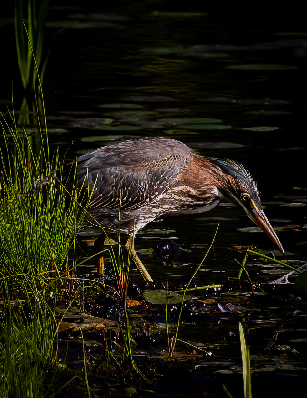 Juvenile Green Heron No1 - August 16, 2026