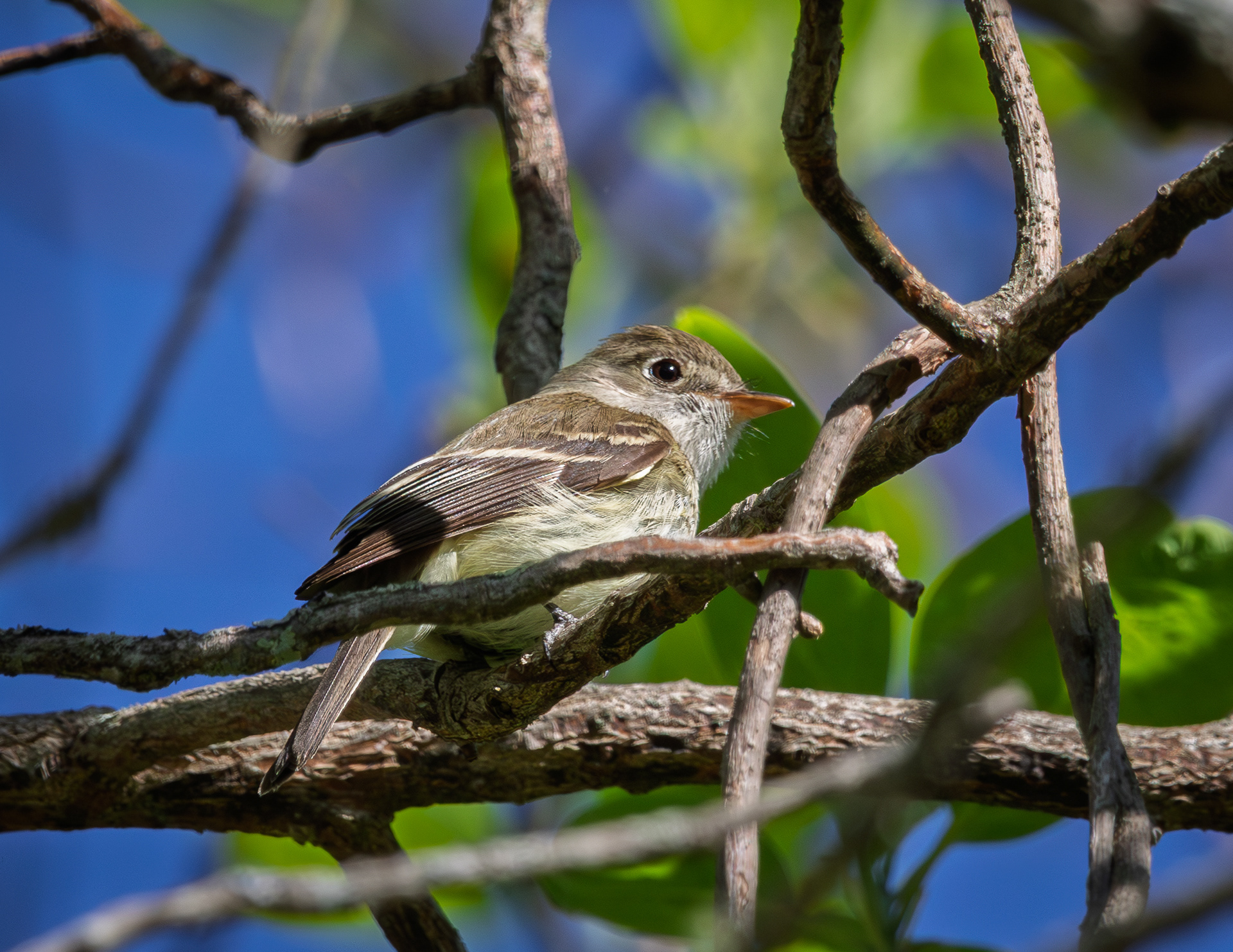 Flycatcher