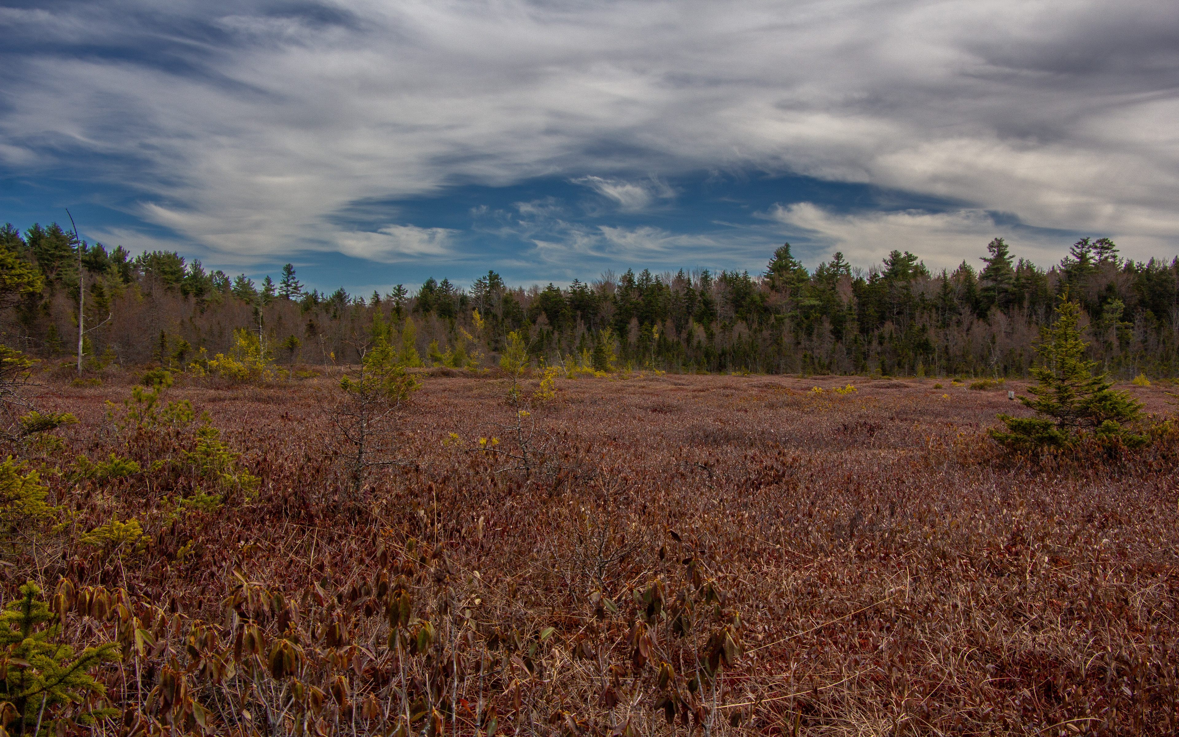 Philbrick-Cricenti Bog No9