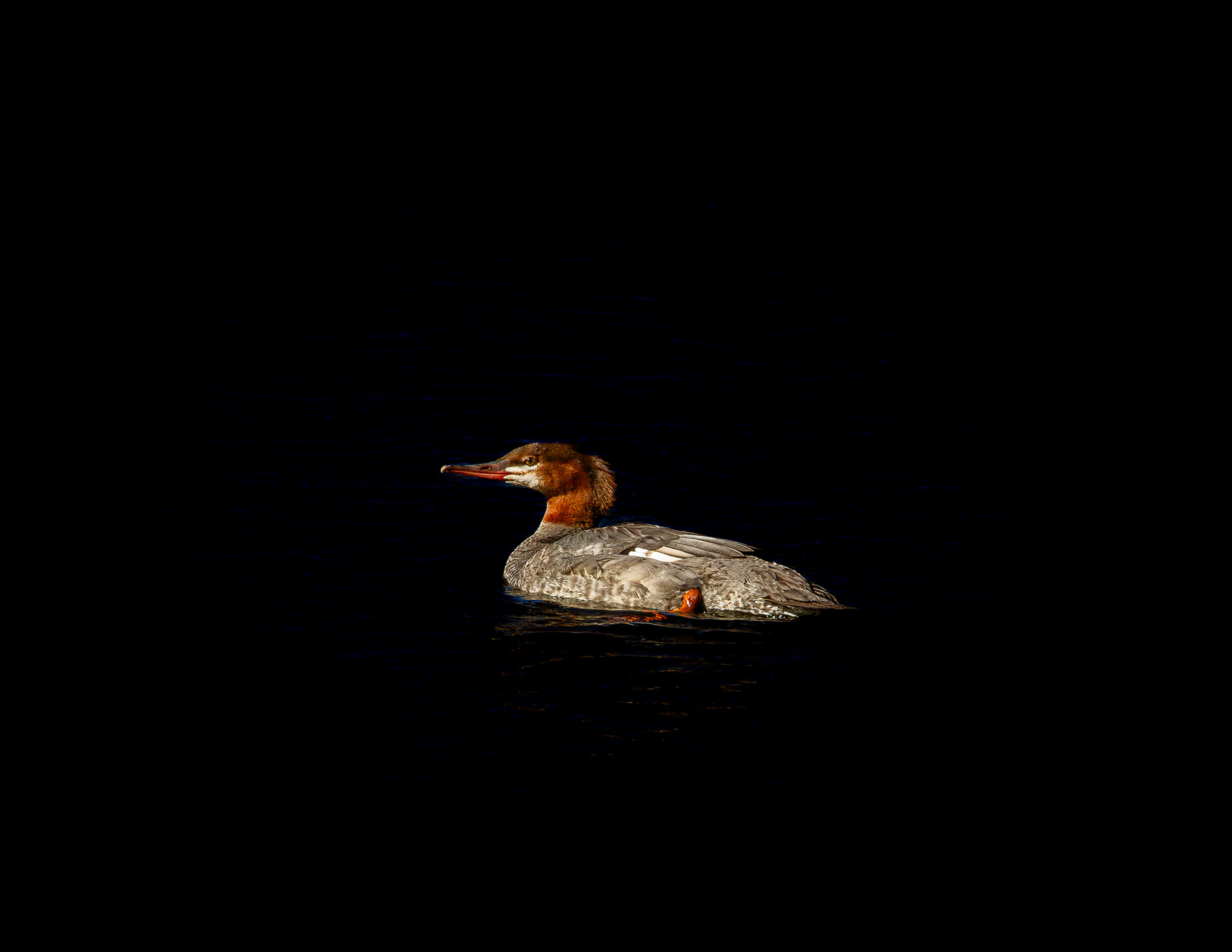 Merganser at Willey House No3