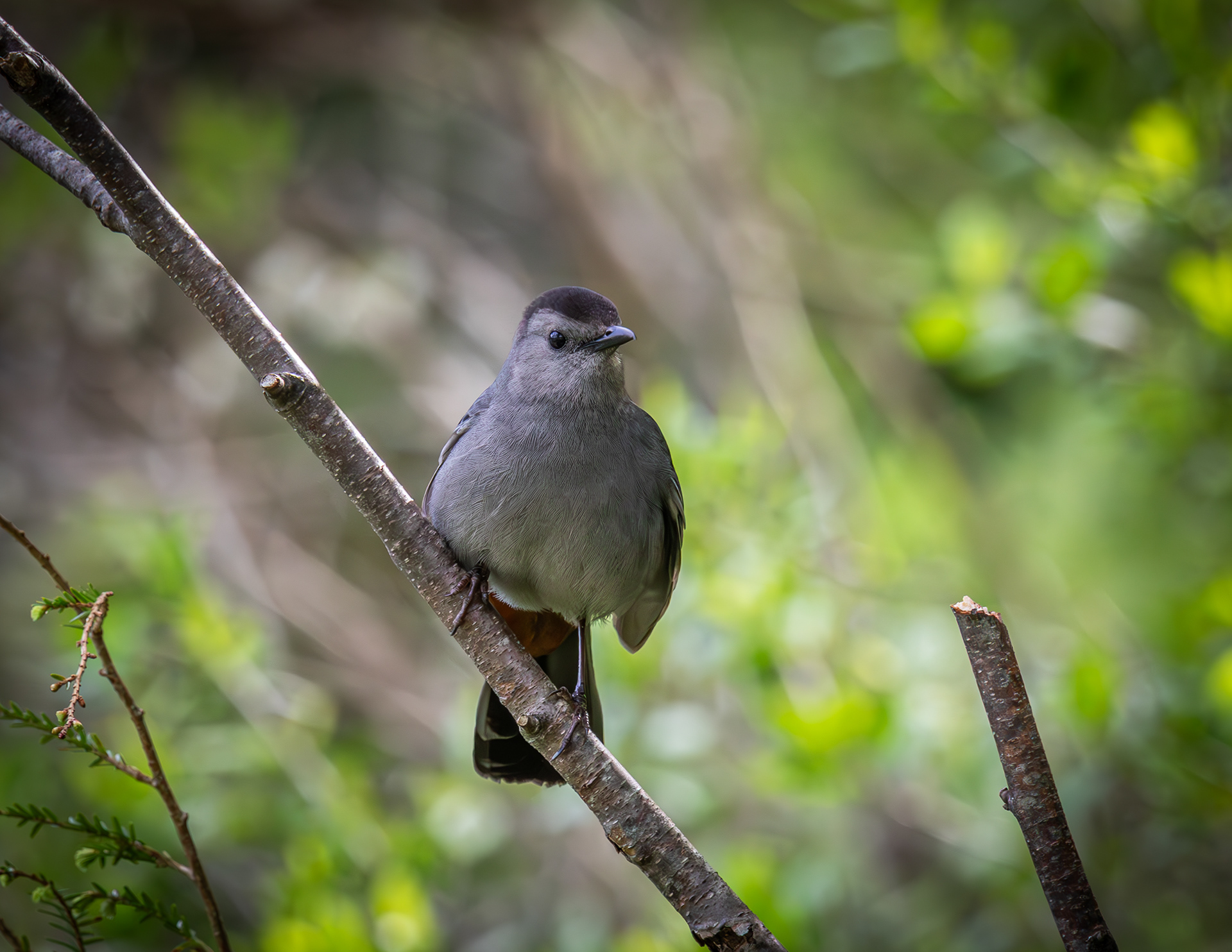 Catbird