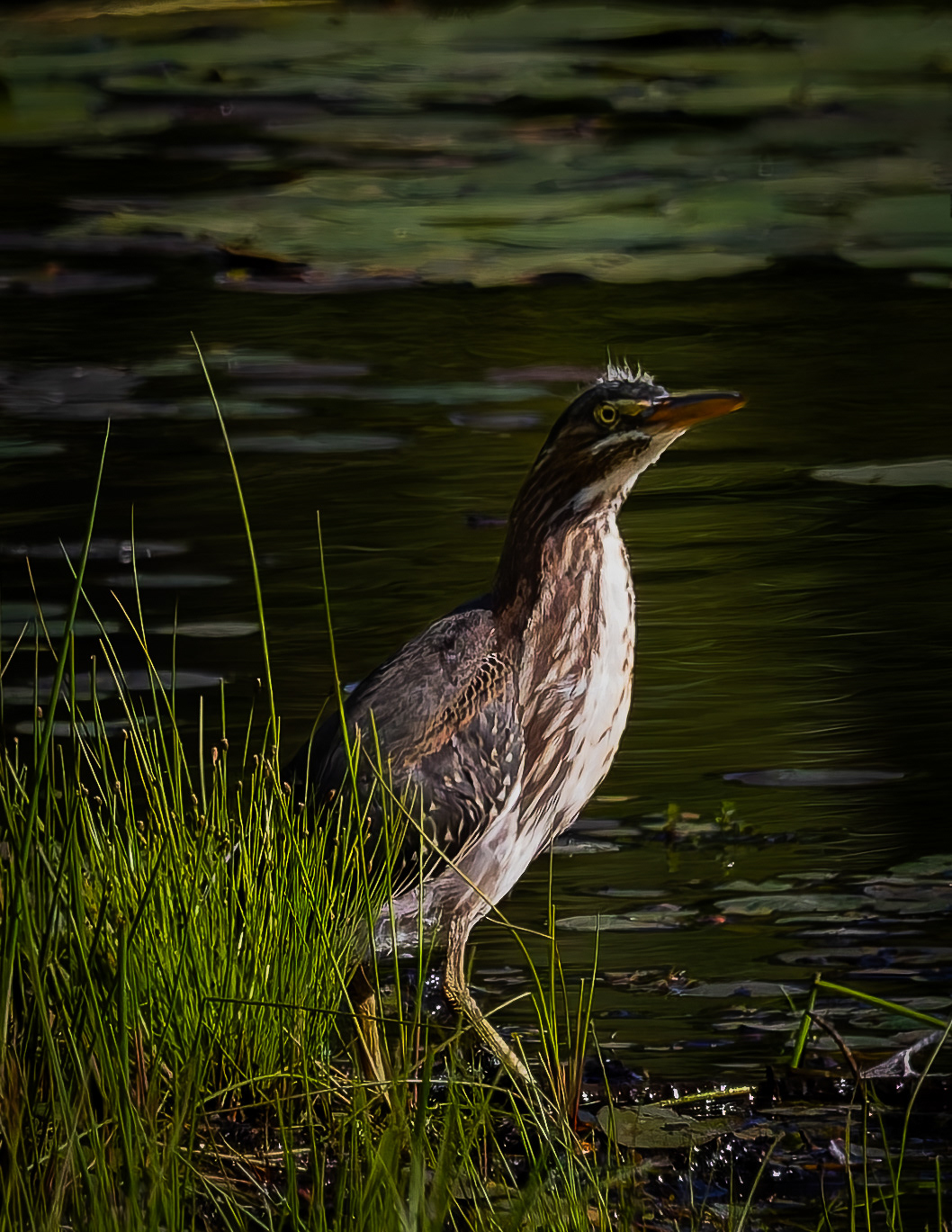 Juvenile Green Heron No1