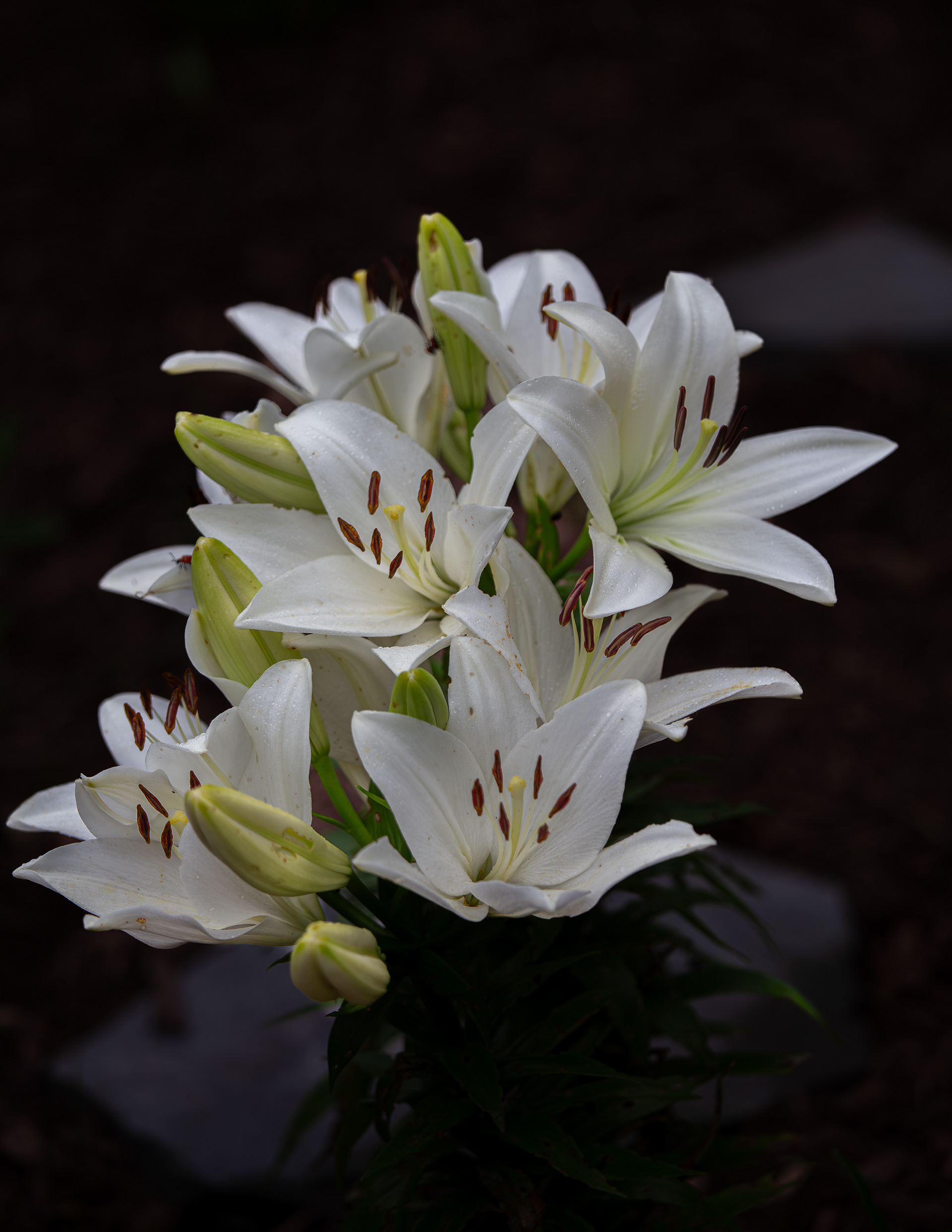 White Asiatic Lily
