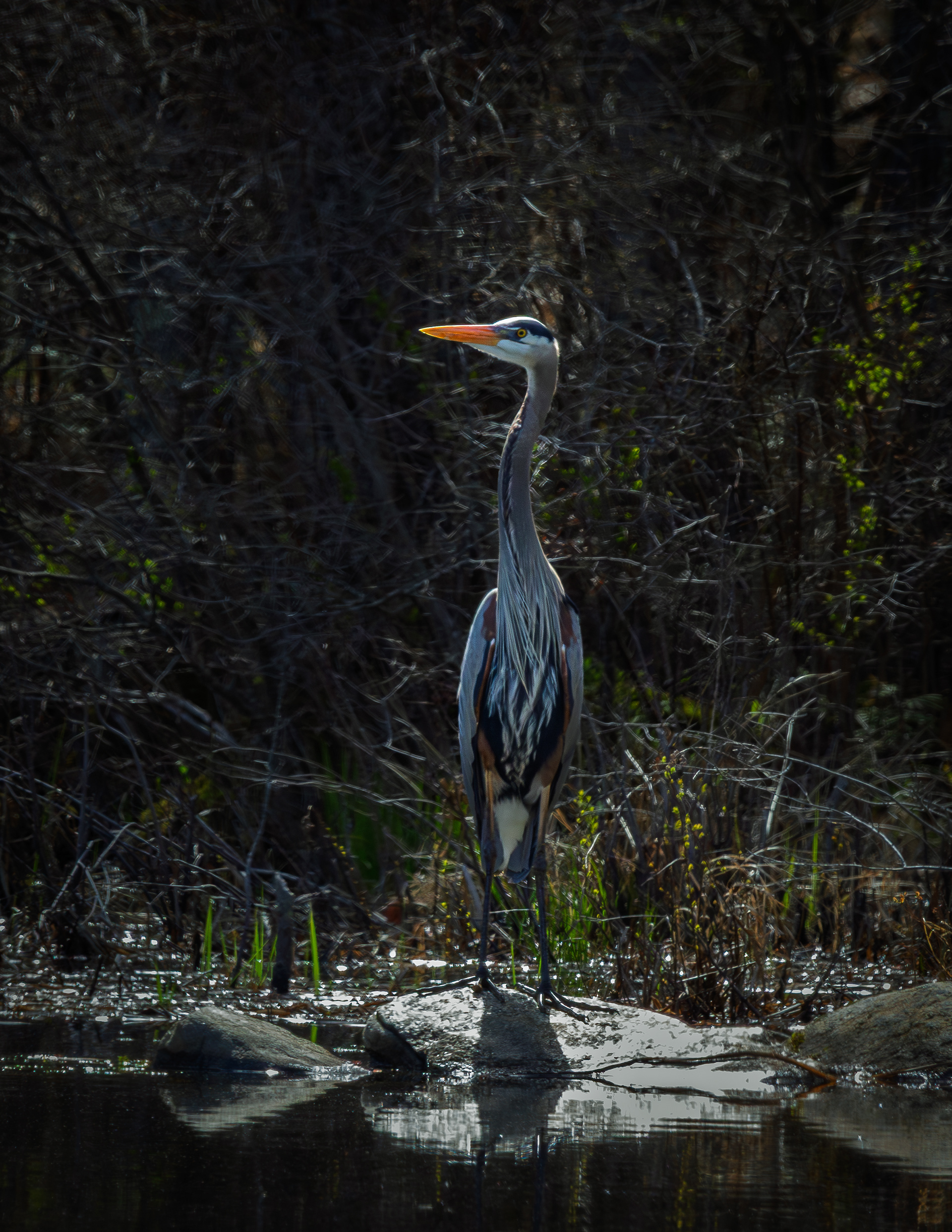 Great Blue Heron No2