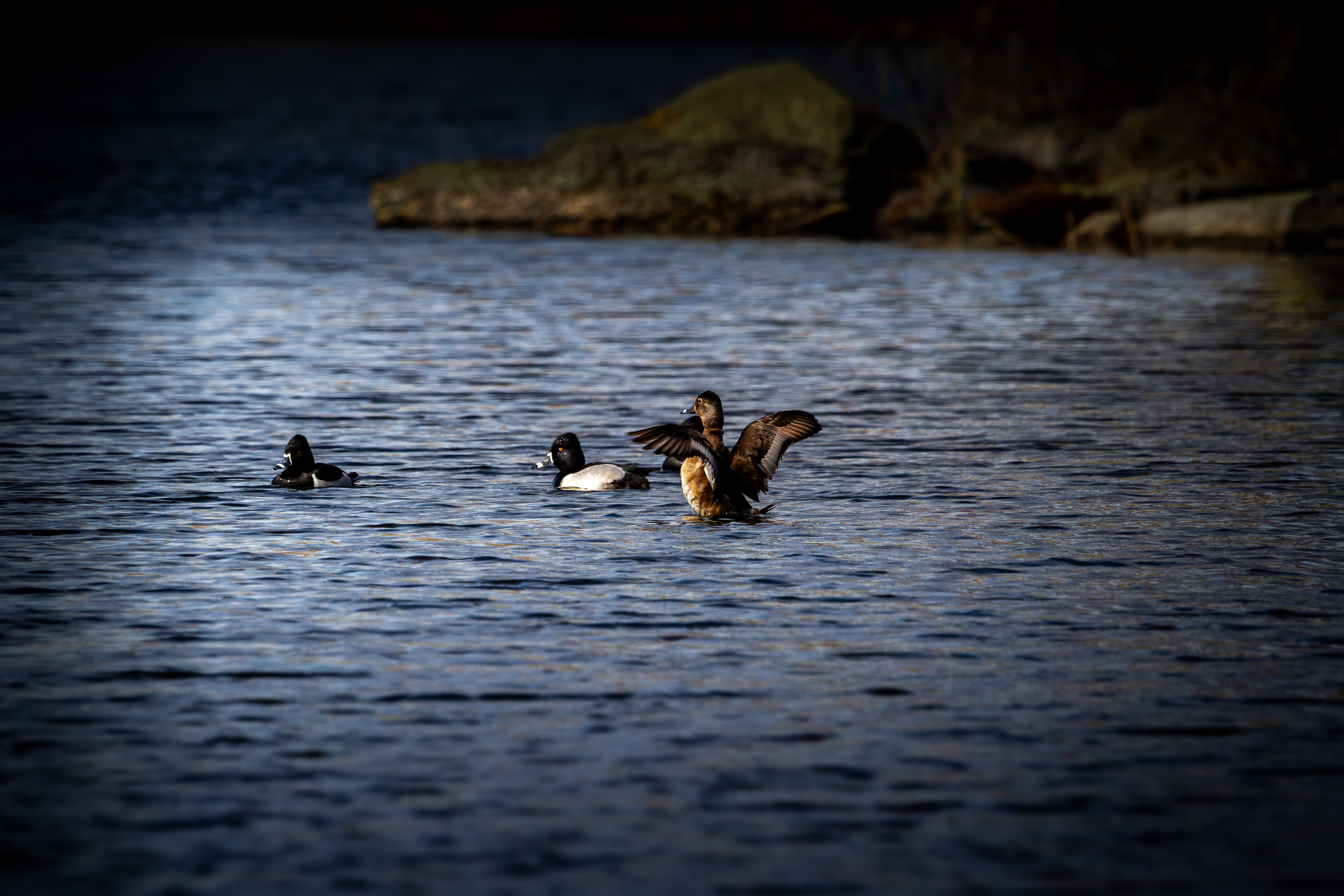 Ringnecked Ducks at CSV No8