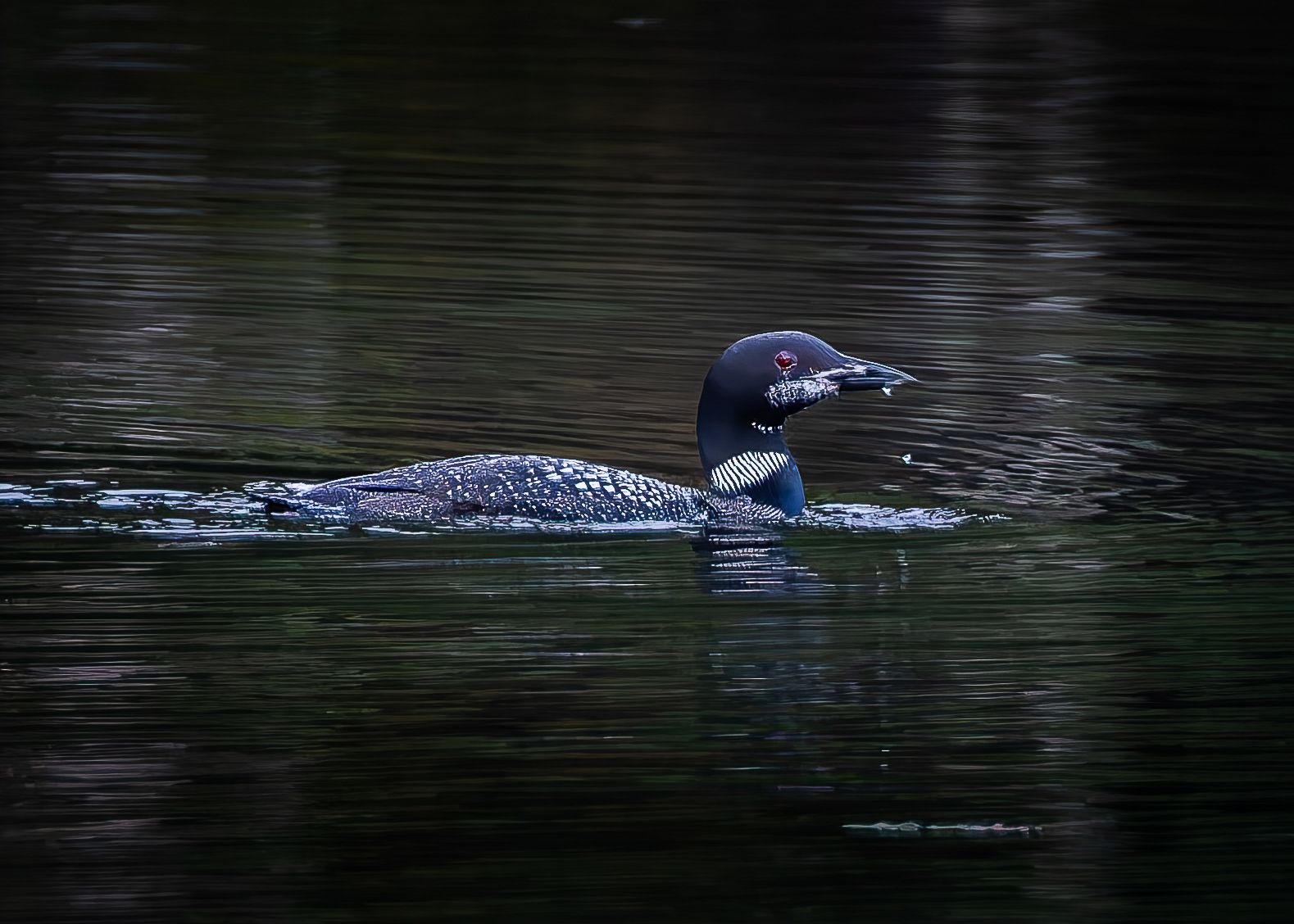 Common Loon No8