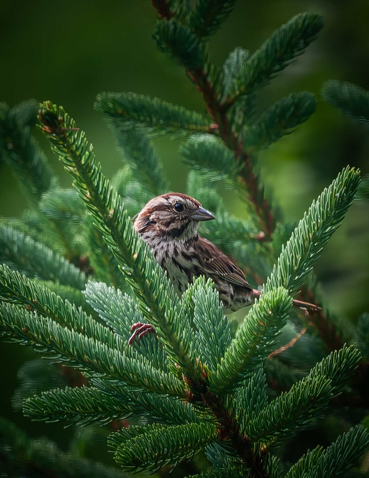 Song Sparrow No1