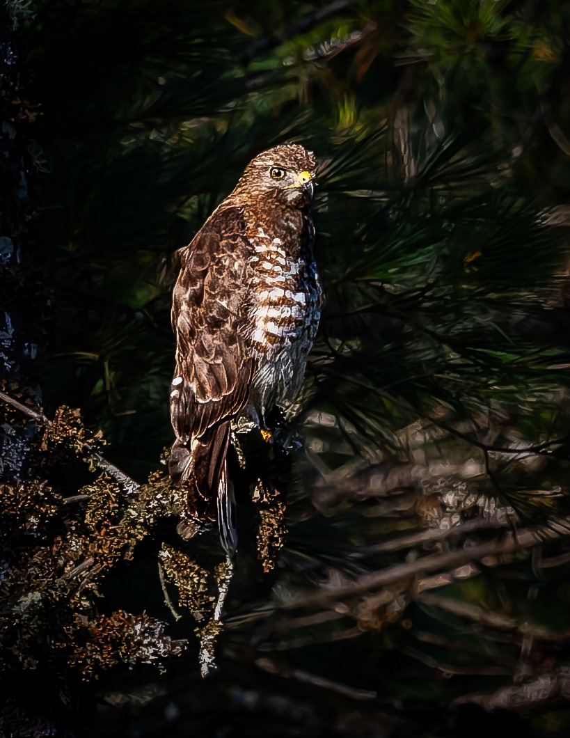 Red-shouldered Hawk No1 - July 27, 2026