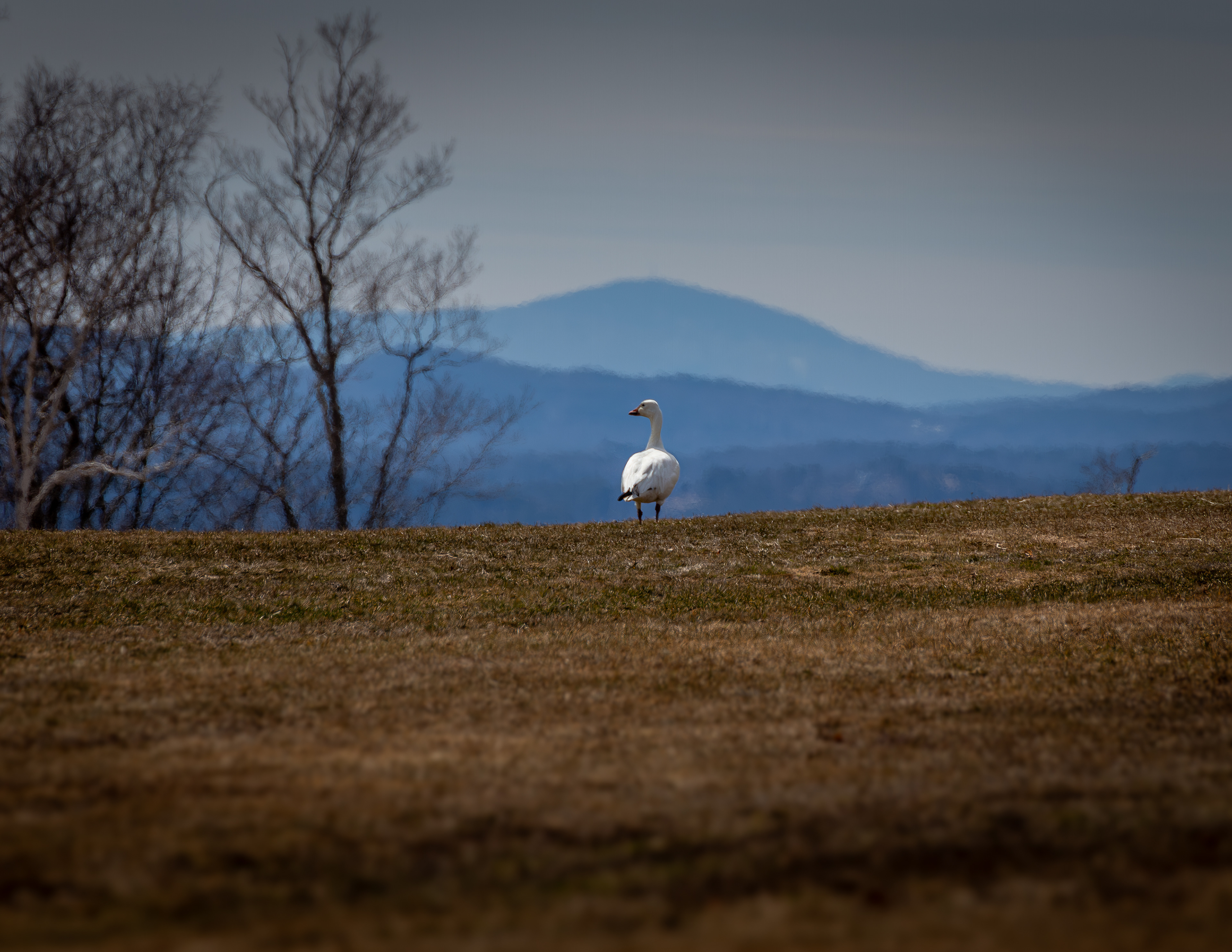Snowgoose
