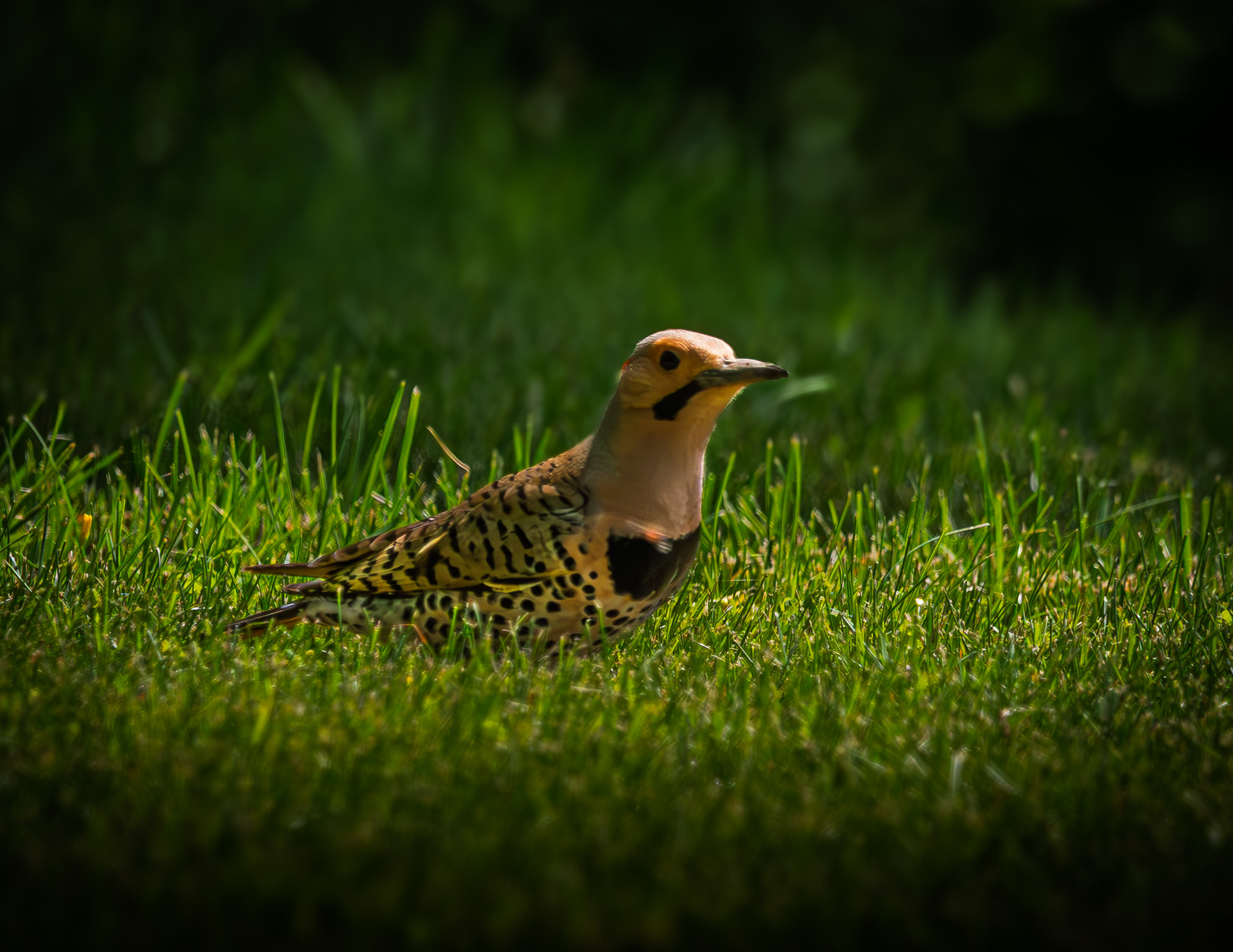 Northern Flicker
