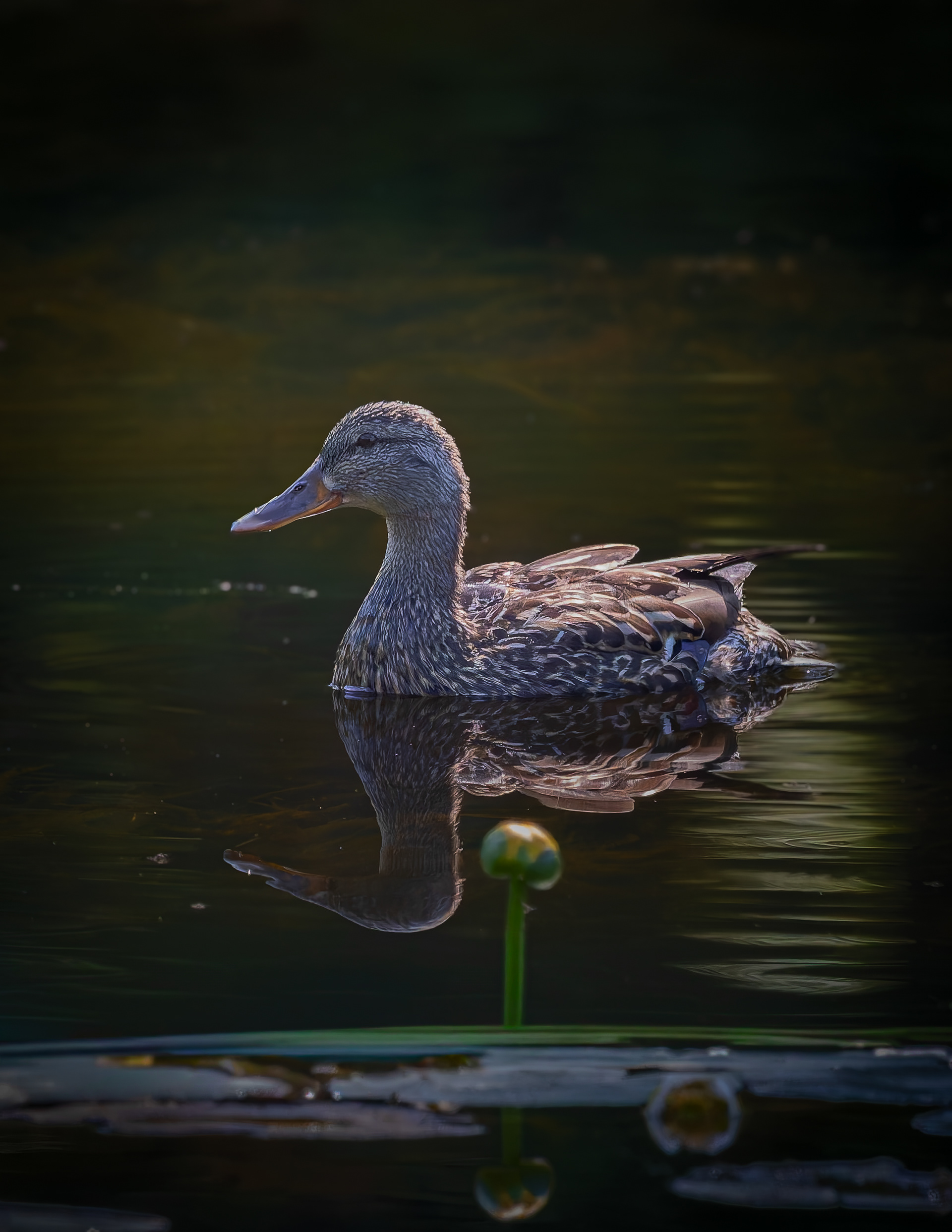 Mallard Hen