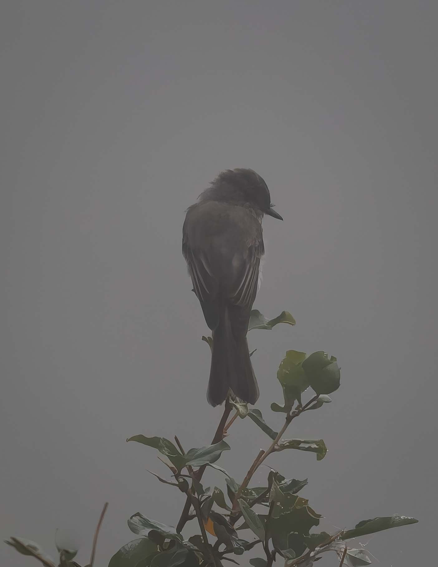 Eastern Phoebe No1