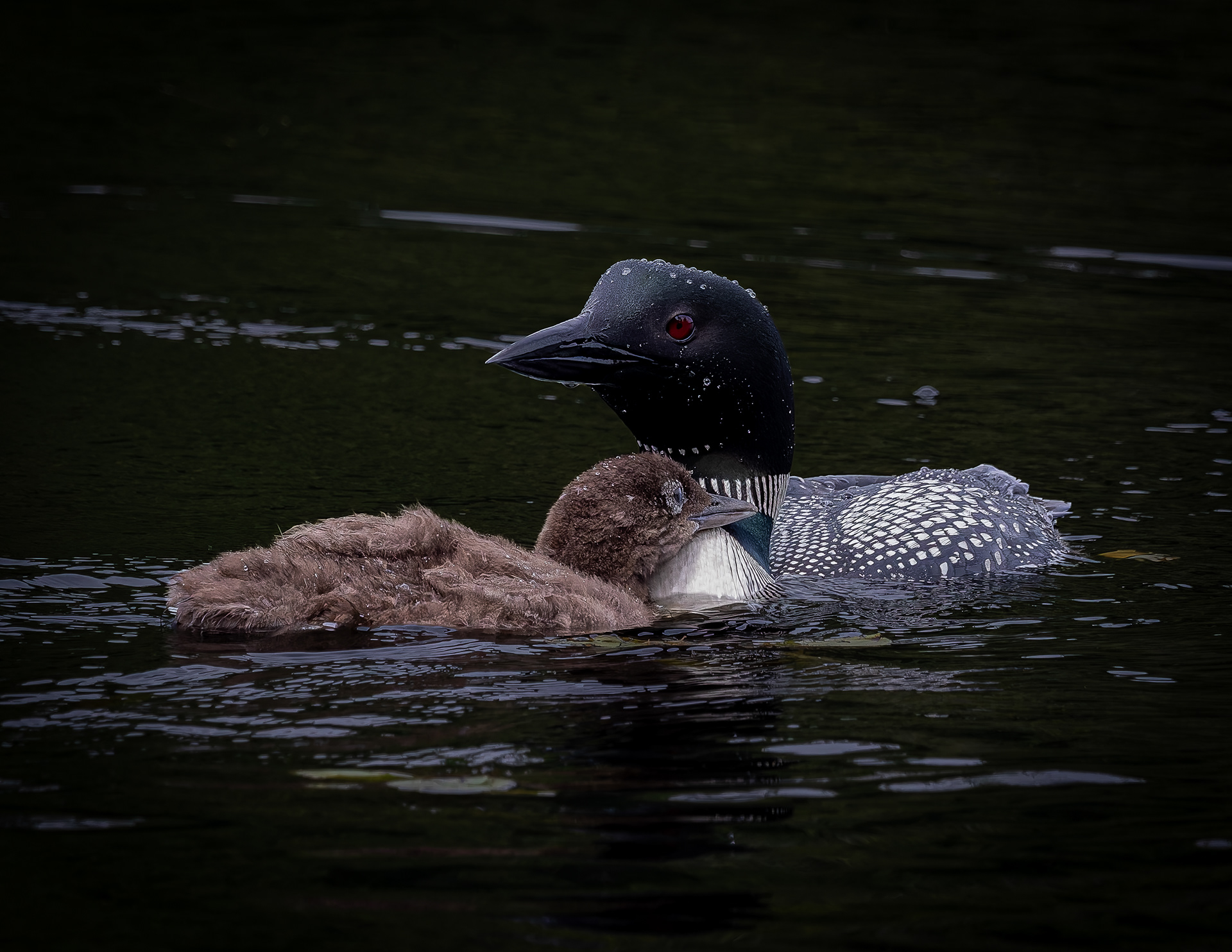 Common Loon with Chick No2 - July 6, 2026