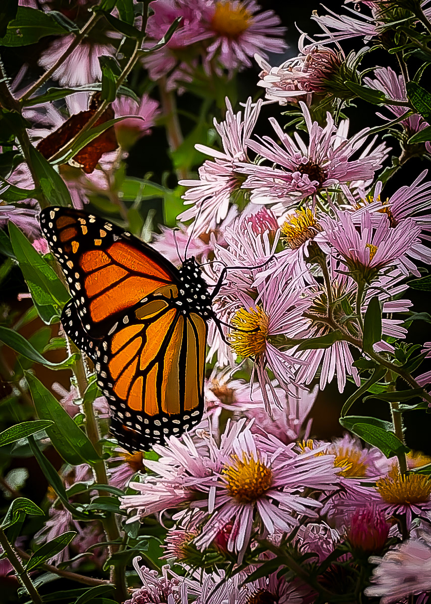 Monarch on Asters No1