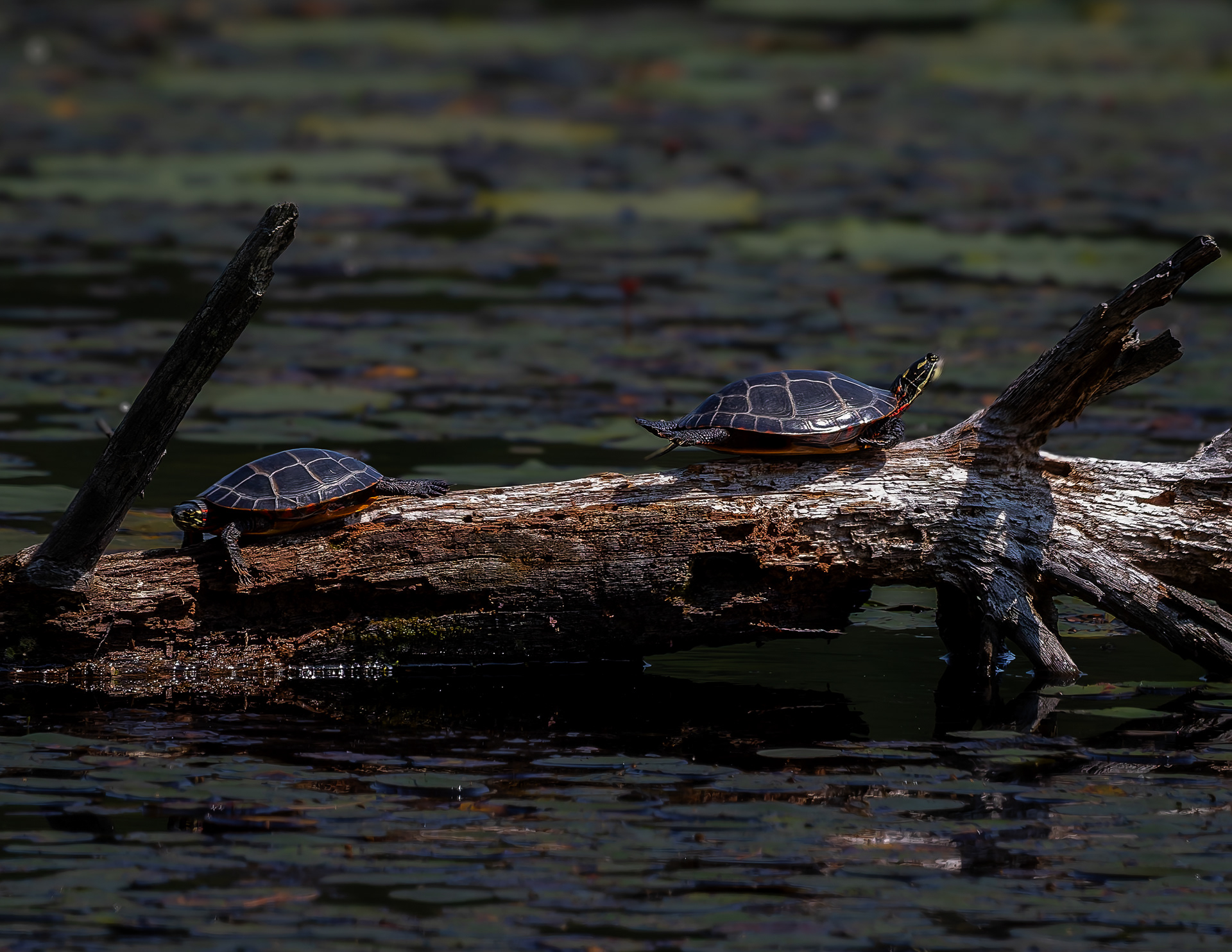 Pair of Painted Turtles