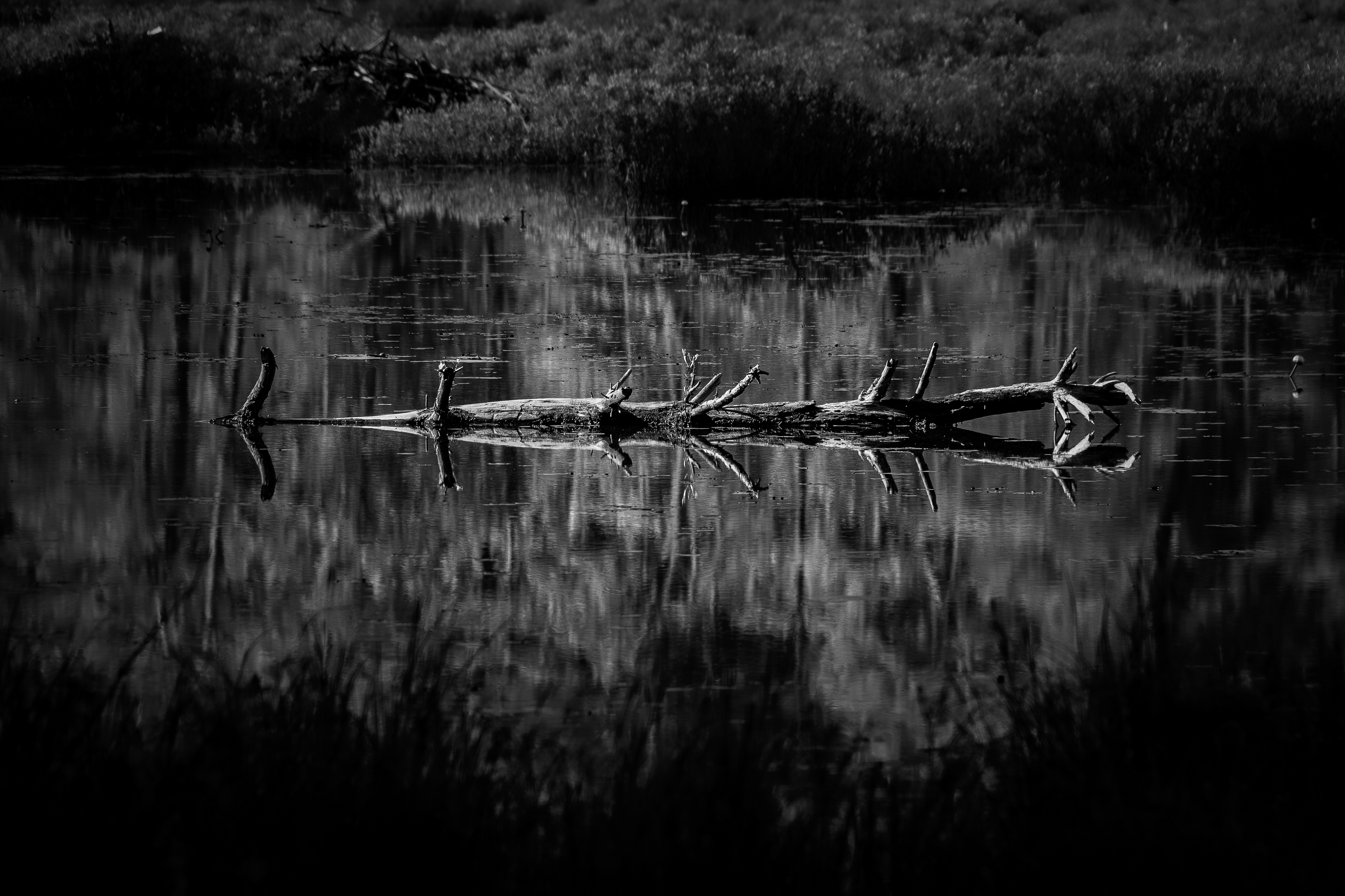Quincy Bog No4 - May 30, 2026