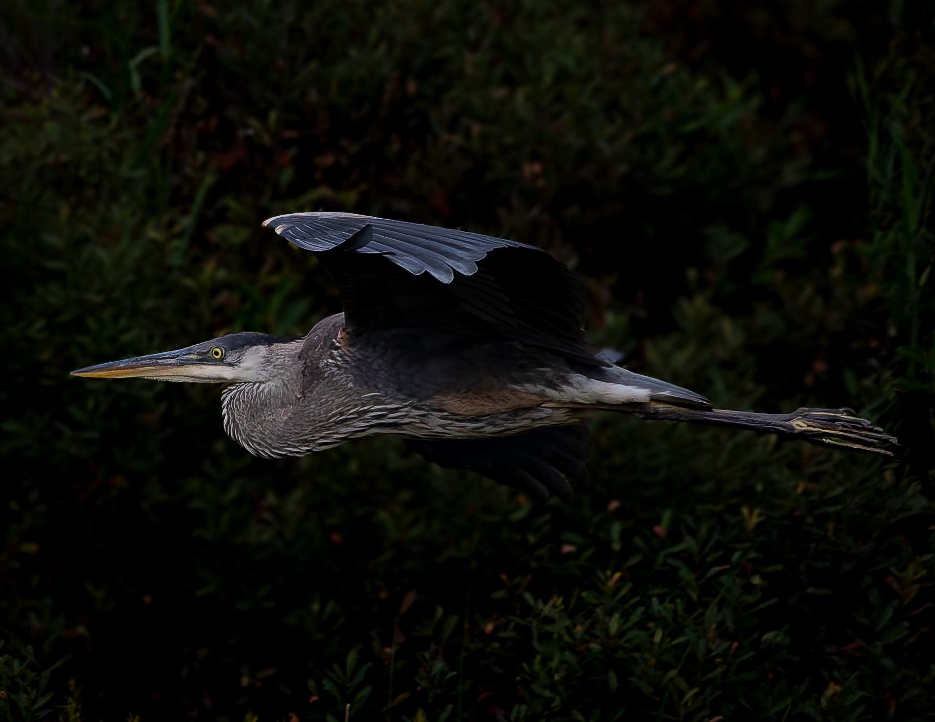 Great Blue Heron No14