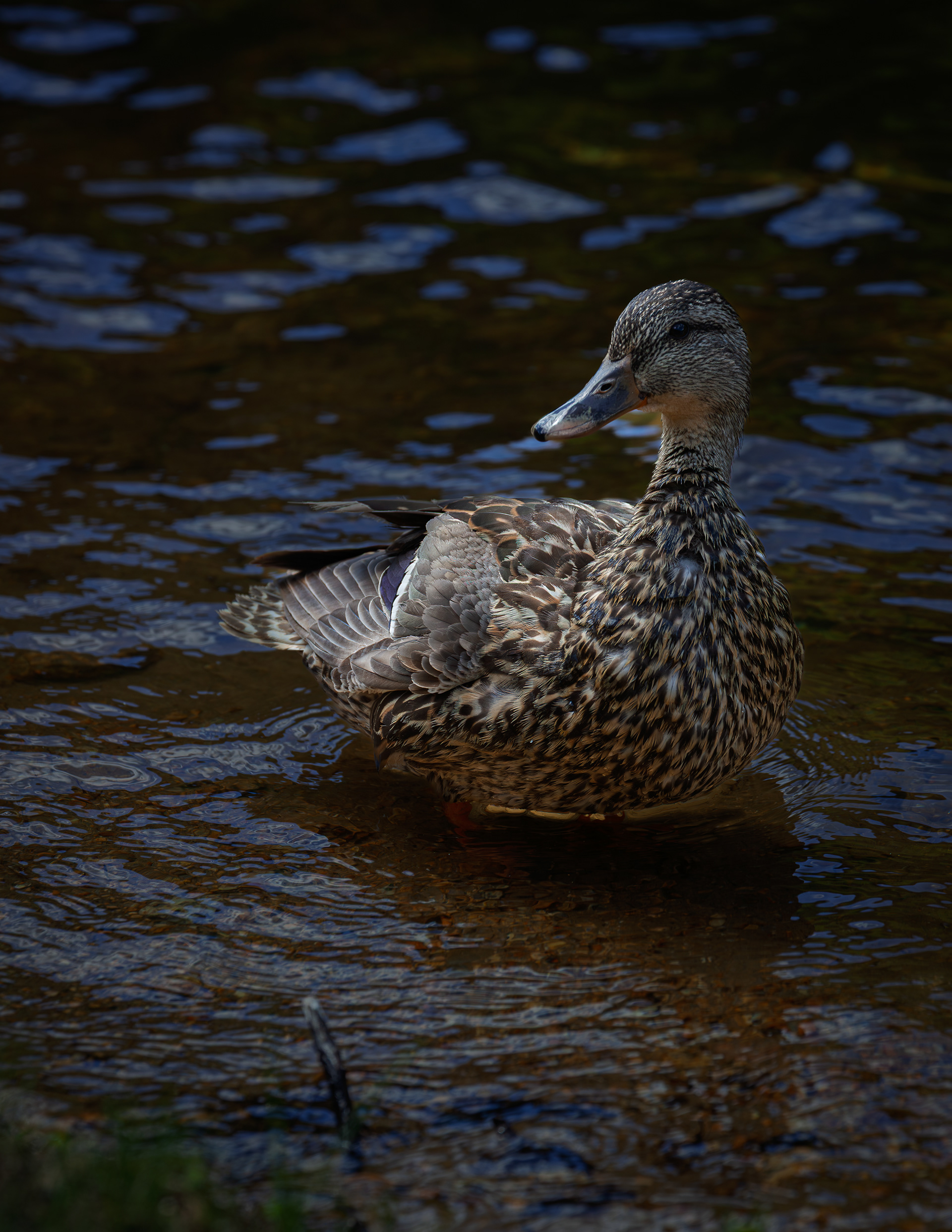 Mallard Hen at Willey Pond No2