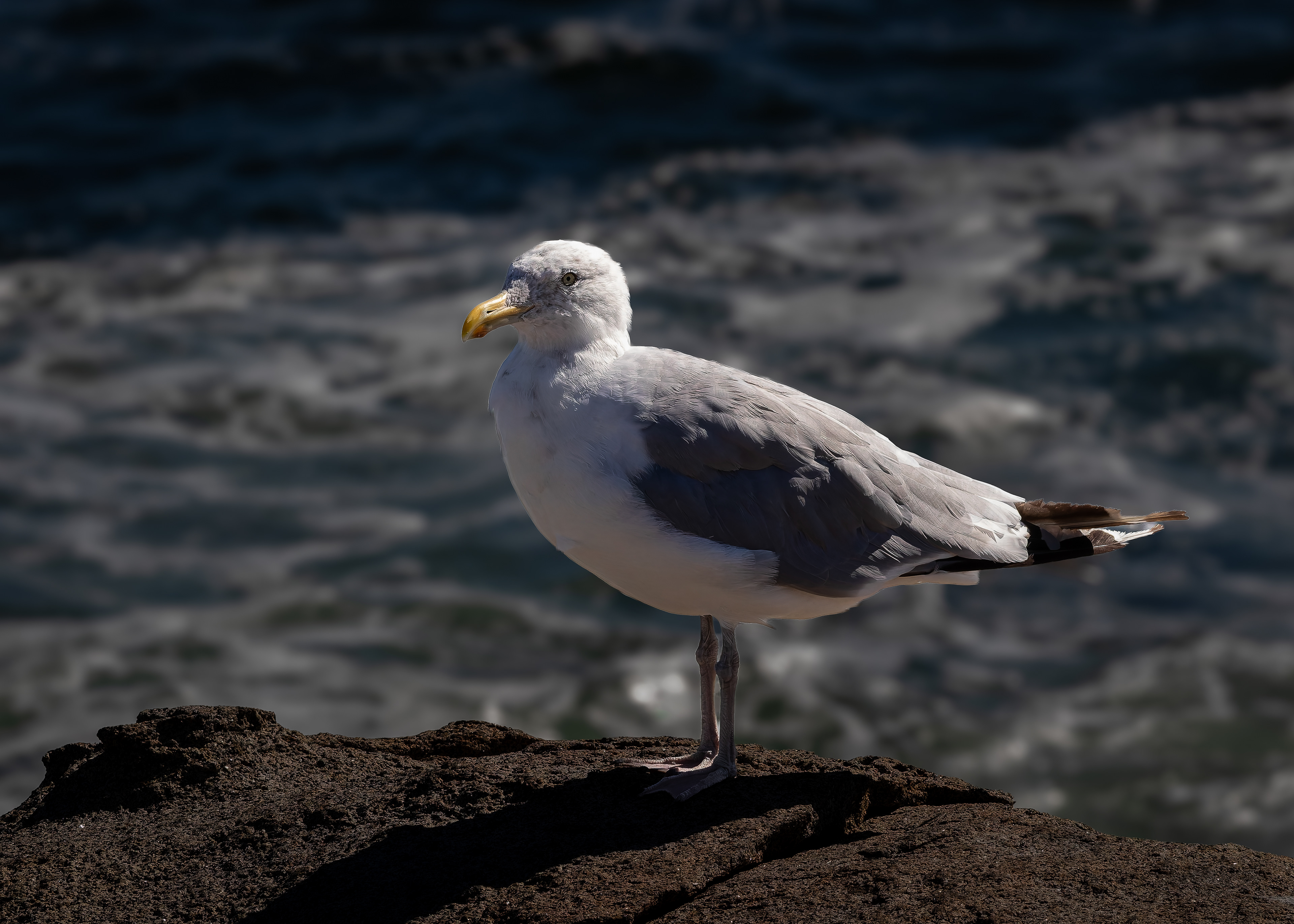 American Herring Gull - September 24, 2026