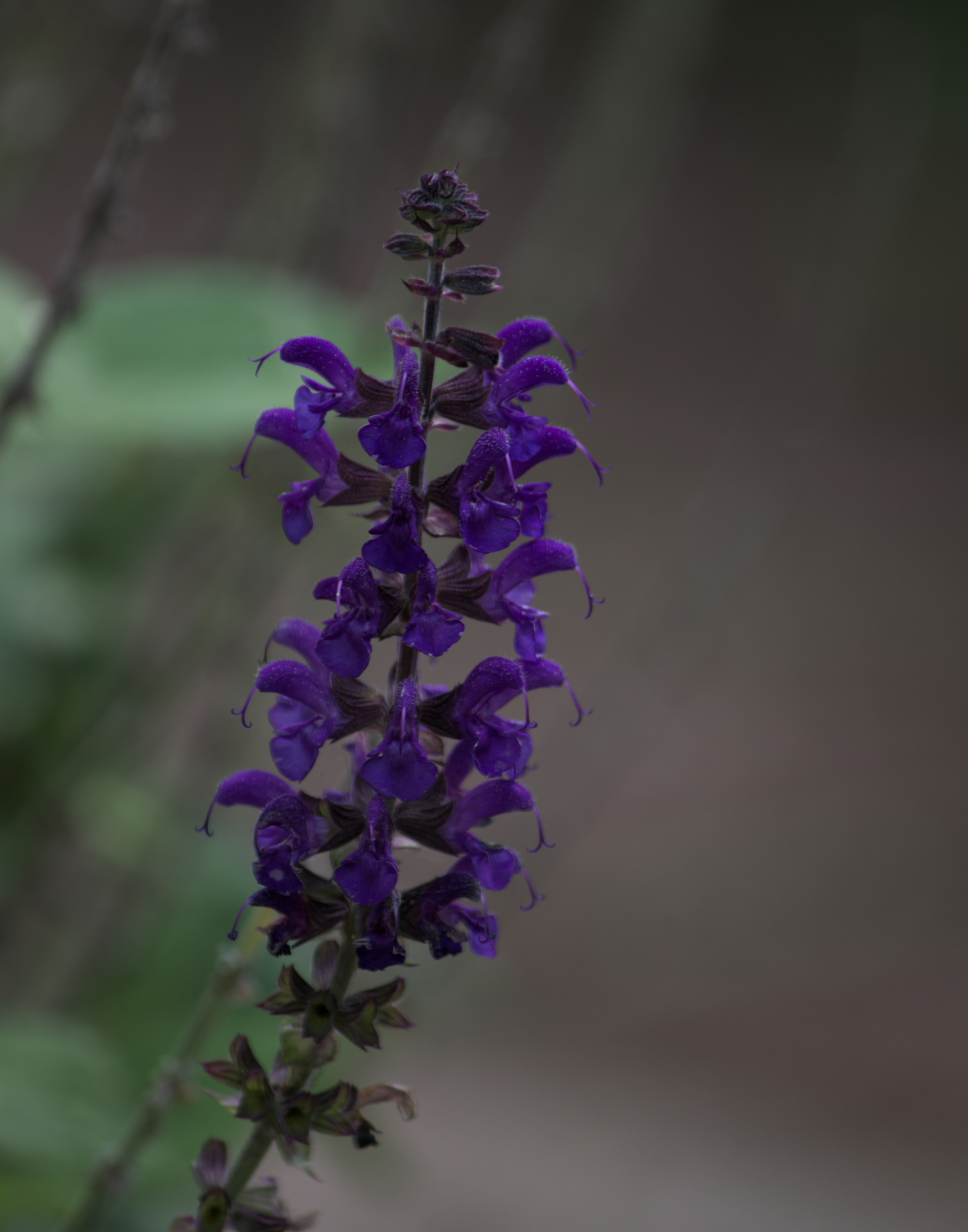 Purple Salvia