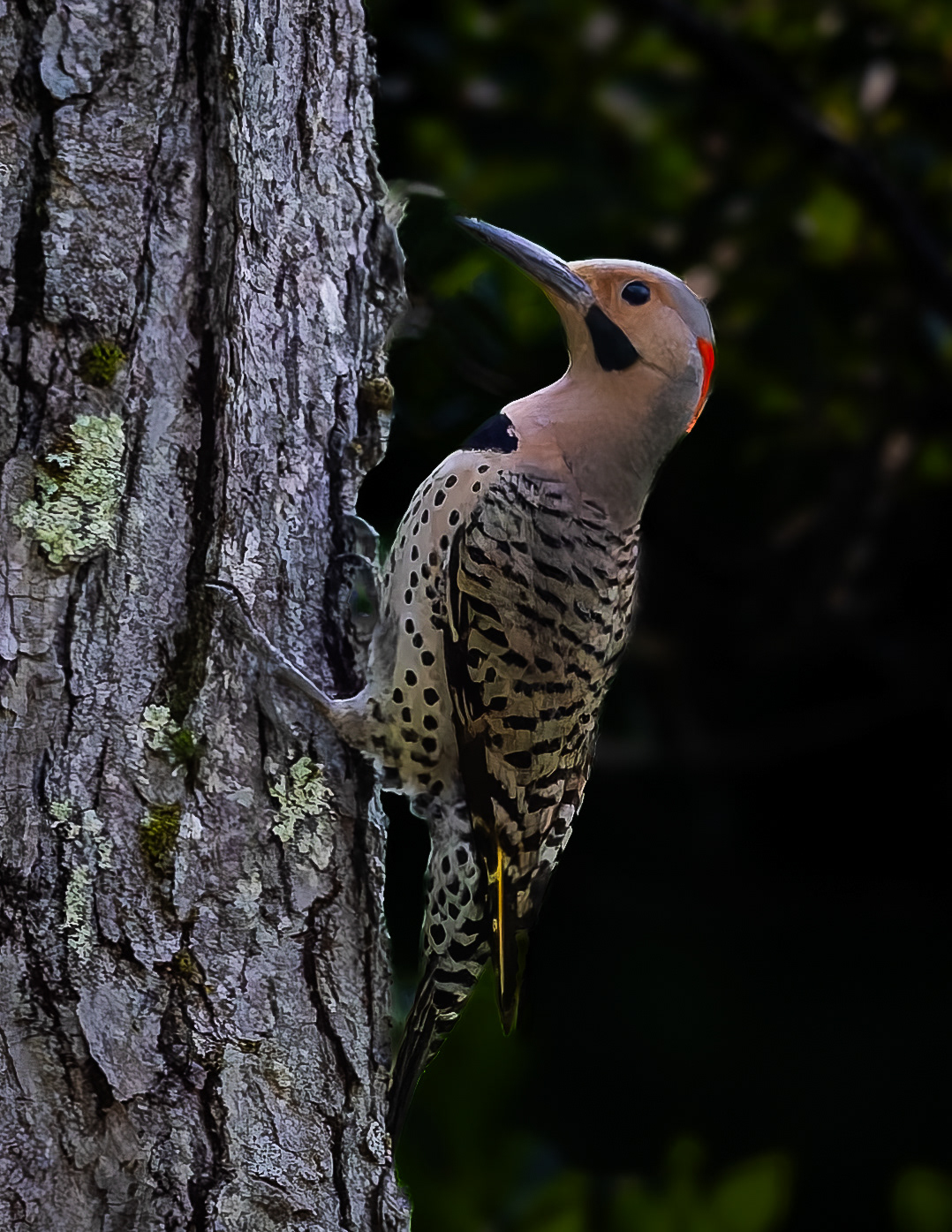 Northern Flicker