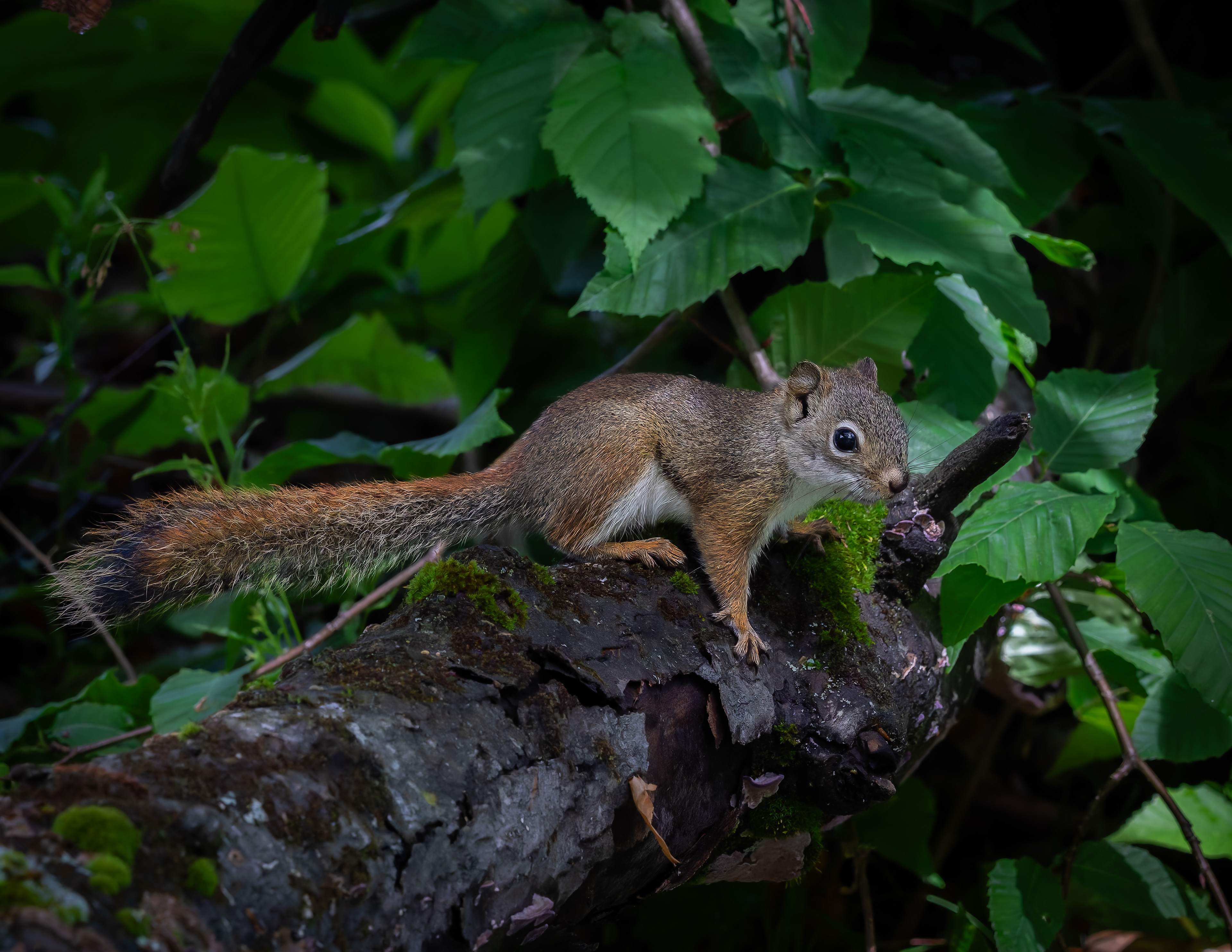 Red Squirrel No2