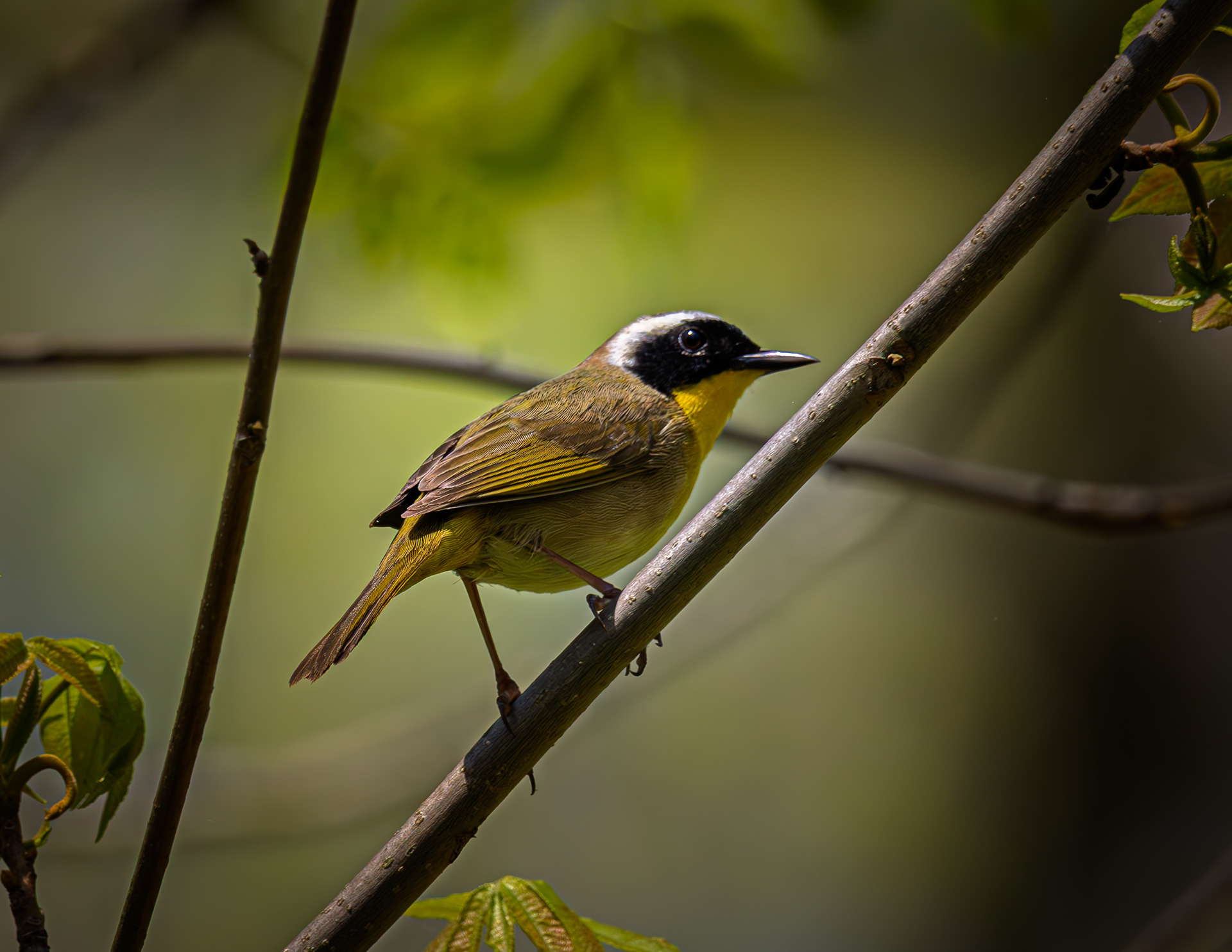 Male Common Yellowthroat No2 - May 19, 2026