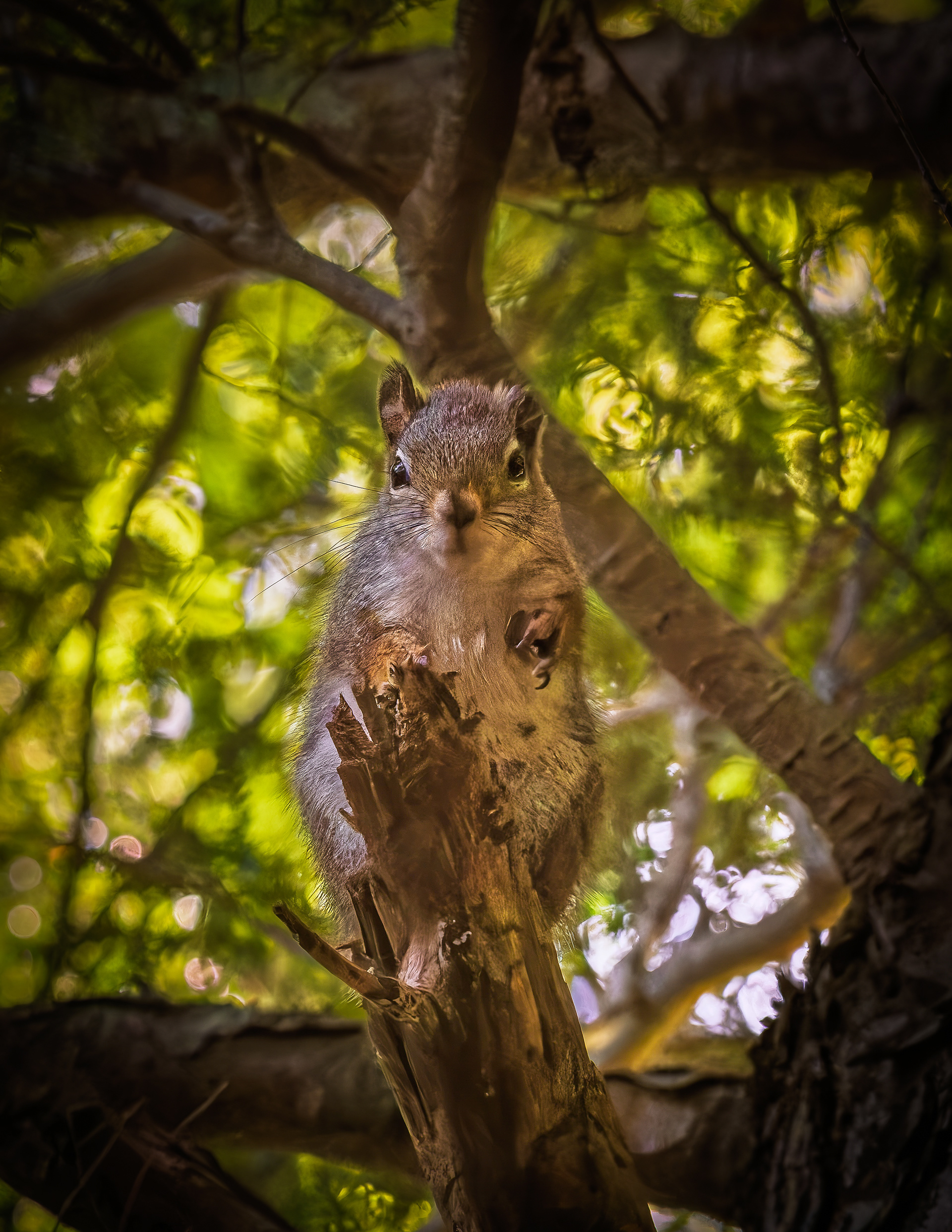 Red Squirrel No3